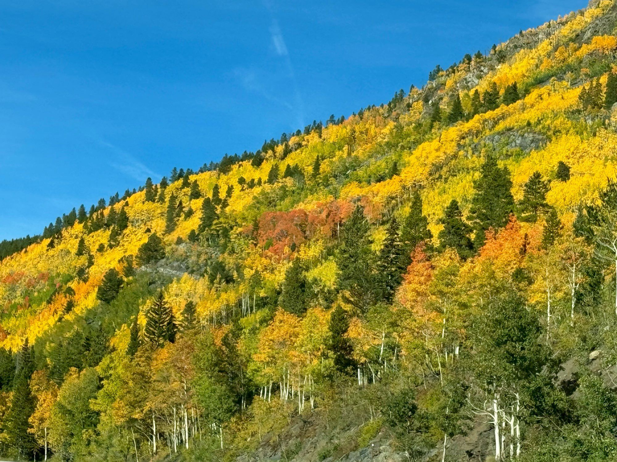 Yellow, orange and green aspen with white trunks on a mountainside with dark green conifers sprinkled in.

Taken from a moving car, the iPhone rendered the trees in a bizarre swirling Van Gogh style which I’ve not had happen before. The effect you see might be lessened due to resolution reduction during uploading.