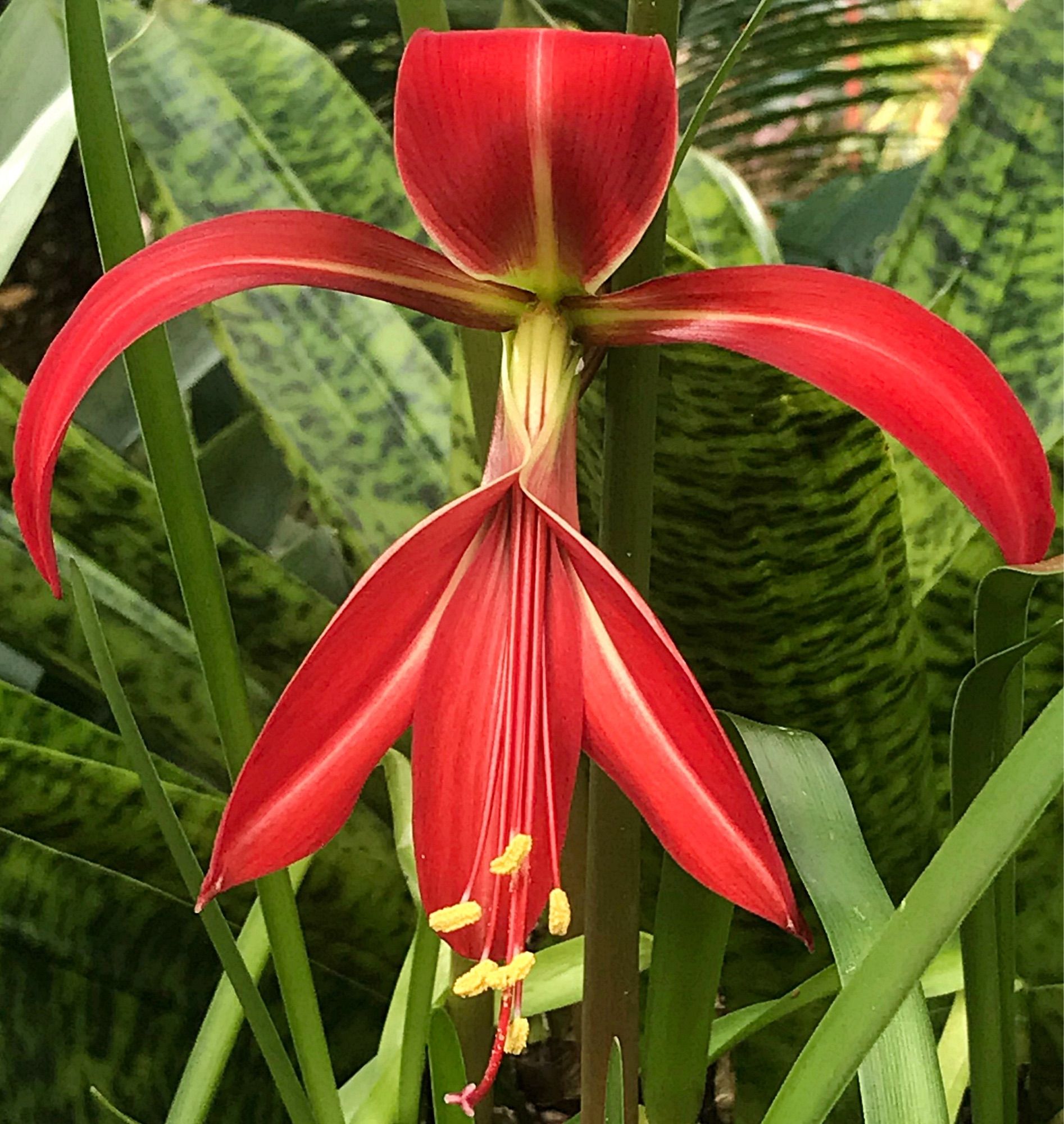 A six-petal red flower with yellow anthers hanging down on long filaments. The flower is bilaterally symmetric rather than radially symmetric.