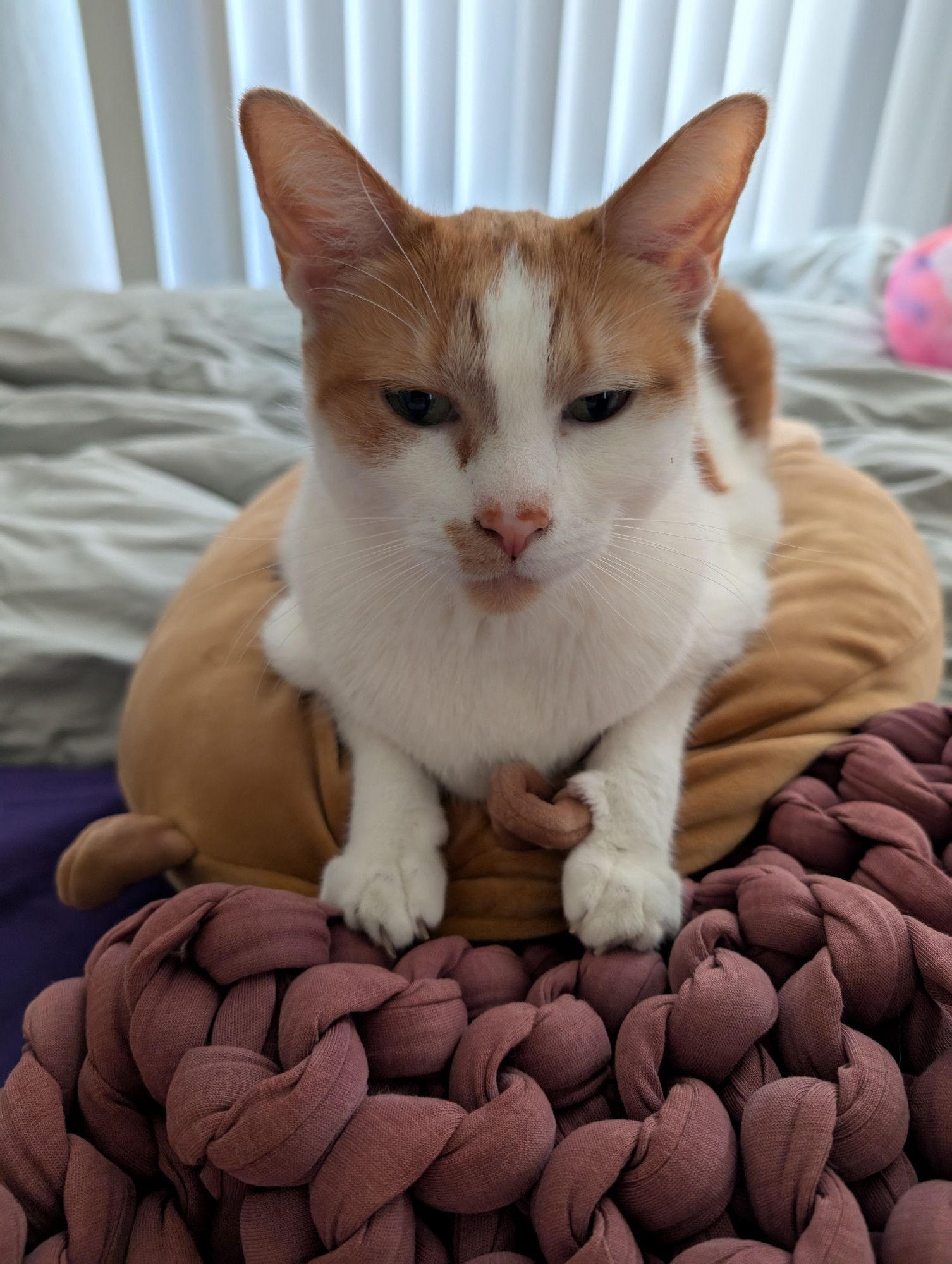 An orange and white tabby cat, lying down on a Capybara squishmallow stuffed animal.