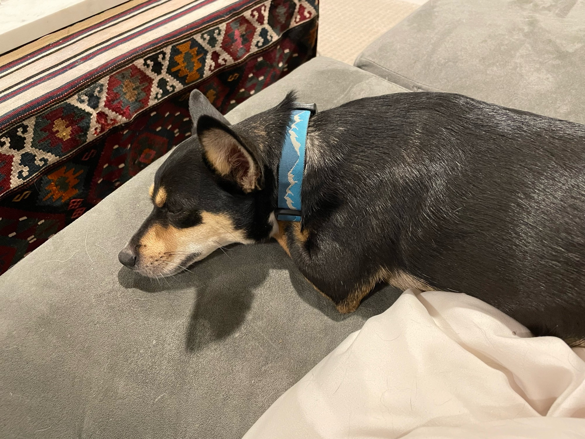 A min pin mix with a blue collar stretched out on a sofa 