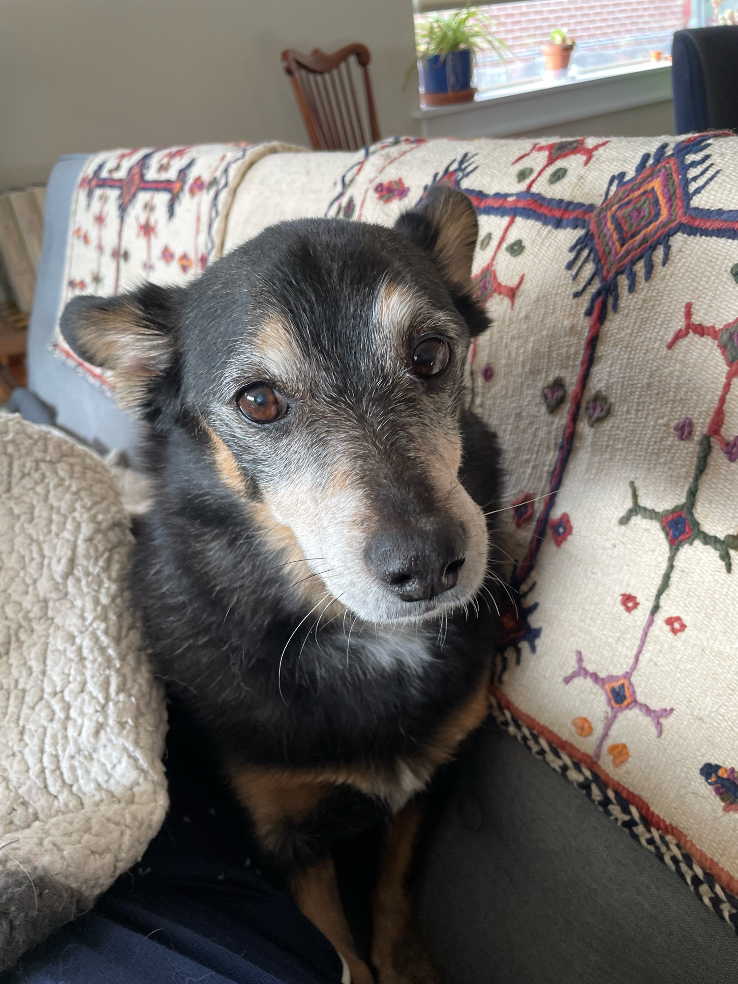 A Lancashire Heeler dog with a graying tan and black face sitting upright on a sofa