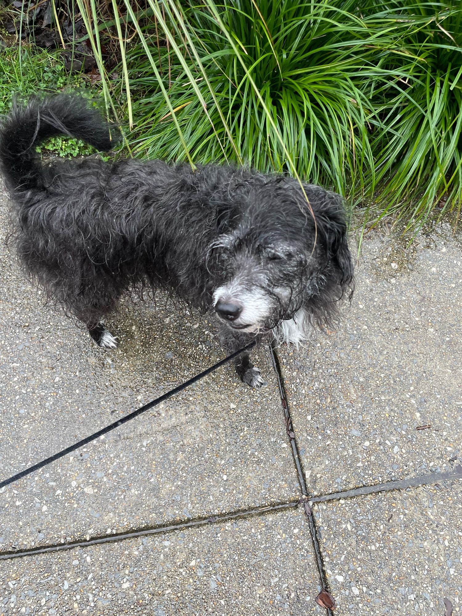 A sodden, scruffy black-and-white terrier on a leash, walking on a wet sidewalk