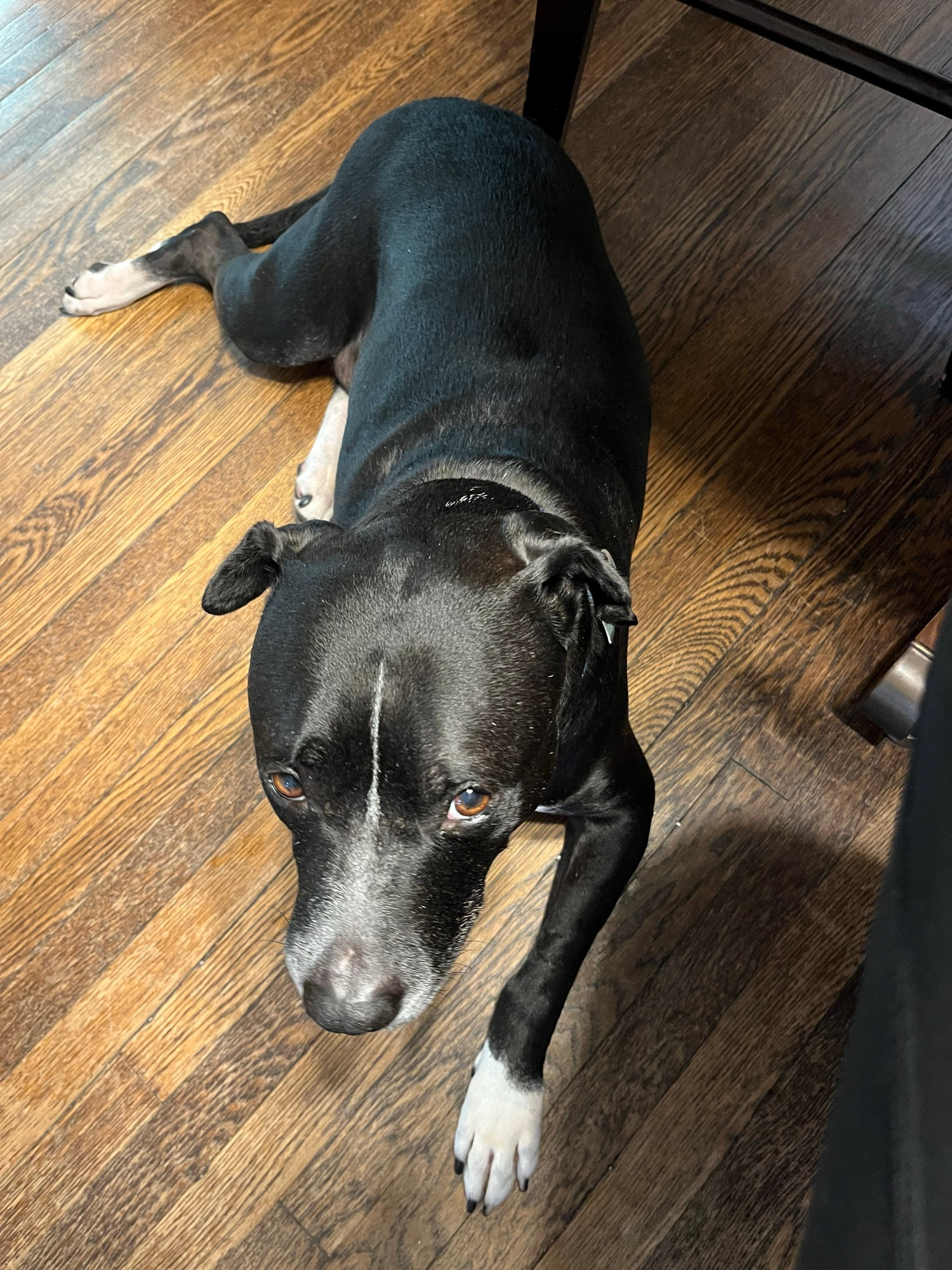 a dog with black fur and white paws lying on a dark hardwood floor looks up at the camera.