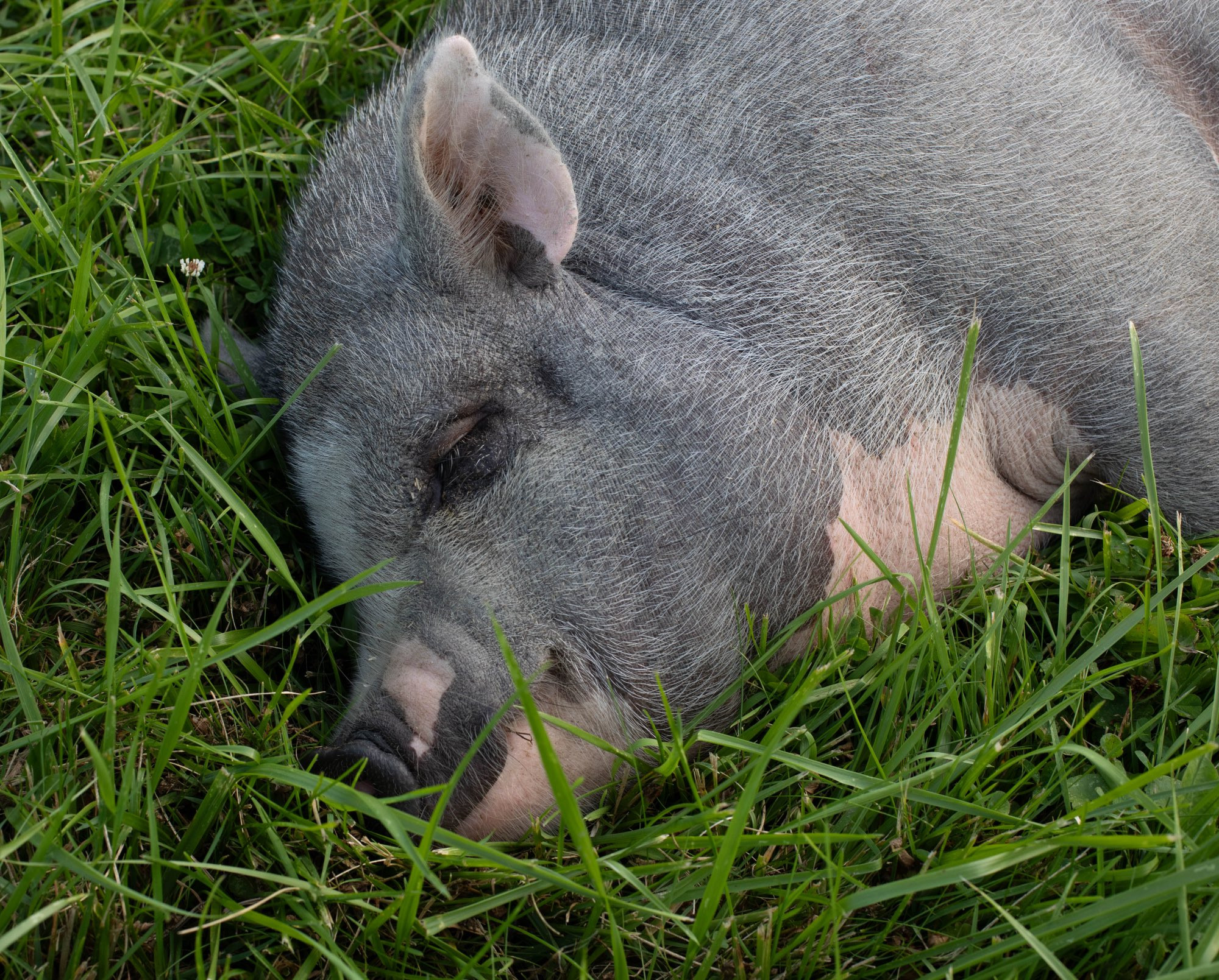Photo of an adorable grey fuzzy pig sleeping in vibrant green grass.