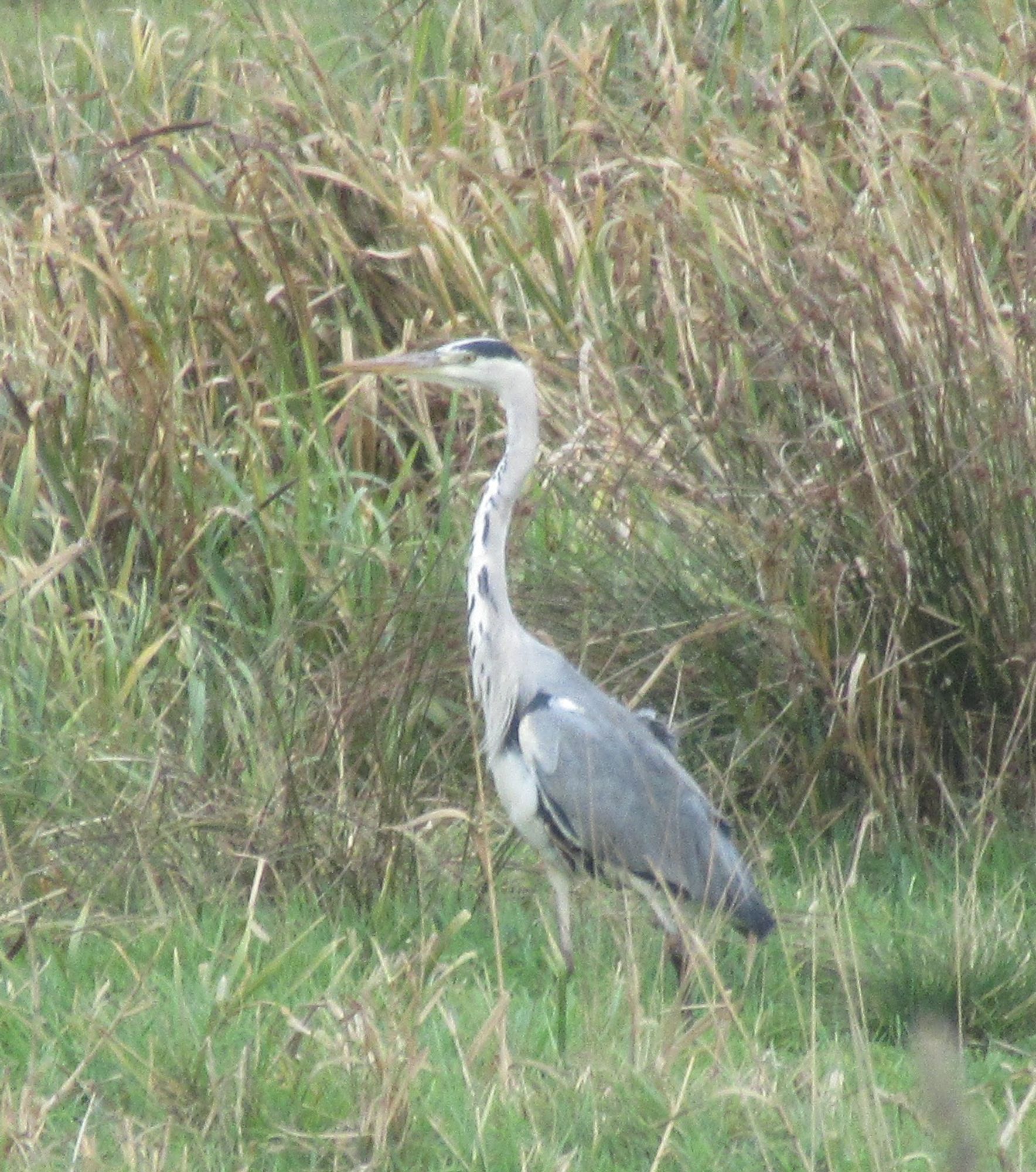 A Grey Heron stands in grass against a reedbed. This tall bird has a long neck and legs and is grey overall with black streaks on the neck and a black eyebrow. It has a long orange-yellow bill.