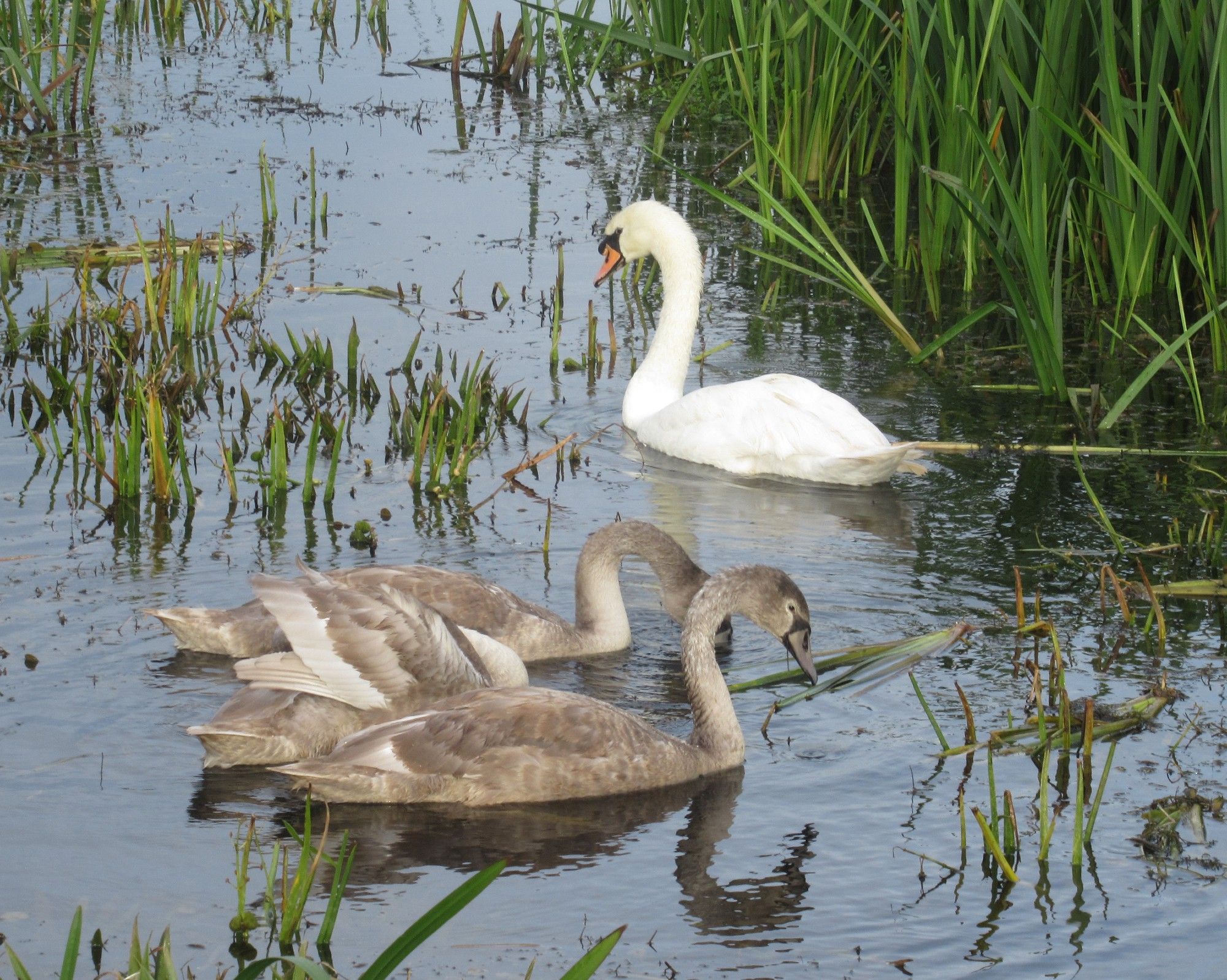 Four Mute Swans swim in water with reeds. These are large duck-like birds with long necks. The hindmost is an adult which is white with a black face and orange bill. The three in front are immatures with grayish brown bodies and faces and a pinkish bill.