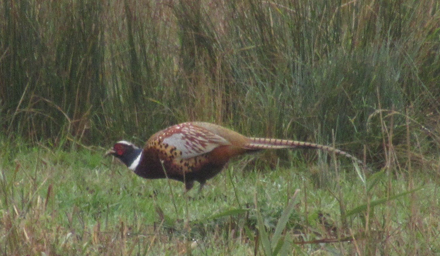 A male Ring-necked Pheasant stands in a field against some sedges. This large chicken-like bird has a long brown striped tail, a richly patterned body in shades of brown, red, and gray, a white ring around its neck, a green head, and a red face.
