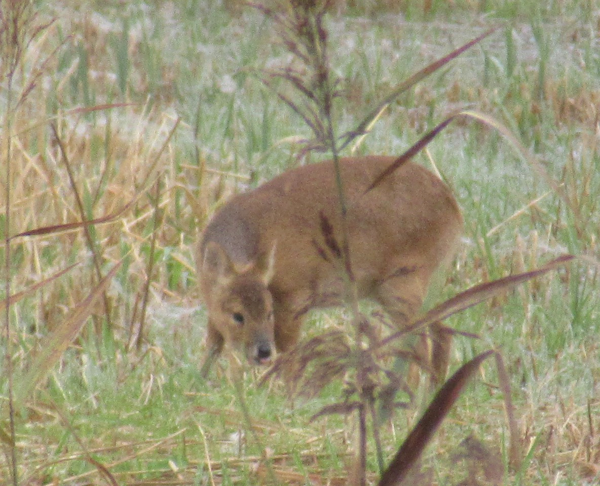 A Water Deer stands in a reedbed partly hidden behind some reeds. This small deer is brown overall with medium ears, black eyes, and a black nose, and is looking over its right shoulder.
