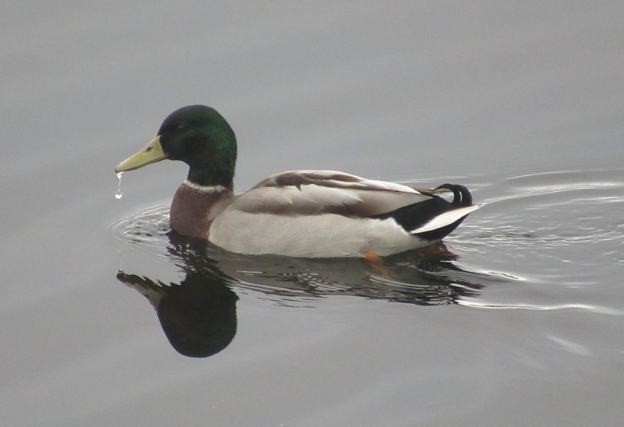 A male Mallard duck swims in open water. This handsome duck has a gray body, orange legs, black and white tail with curved black tail feathers, a reddish chest, white neck ring, green head, and a yellow bill. A few drops of water are falling from the bill.
