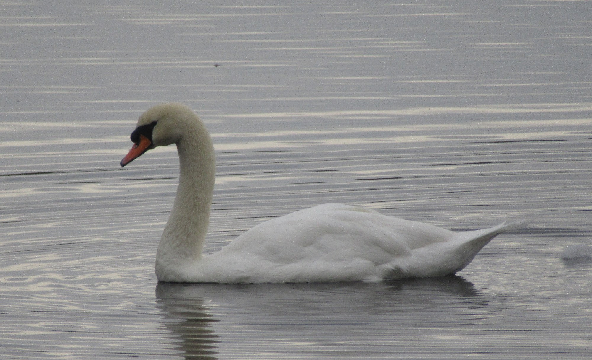 A Mute Swan swims in open water heading right to left. This large duck-like bird is pure white with a black face and orange bill. Because of the lighting the bird is a similar color to the water.
