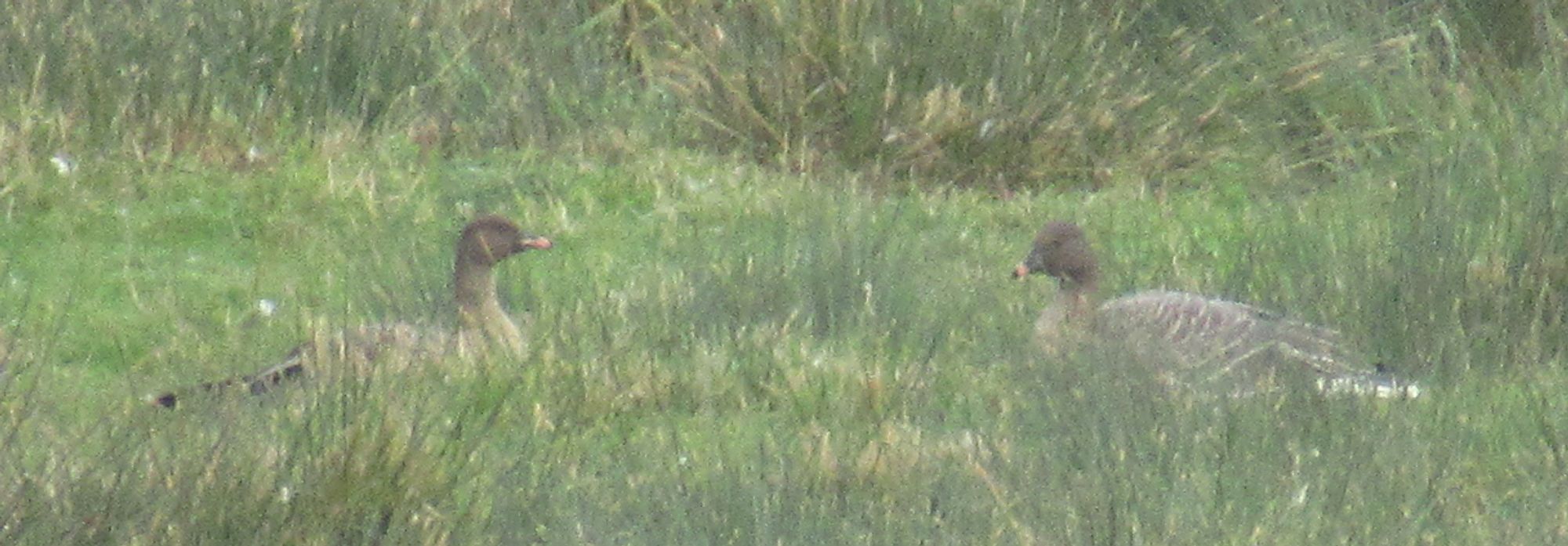 Two Pink-footed Geese stand in a grassy field, somewhat obscured by grass in this low-resolution photo. These geese are medium sized duck-like birds with brown plumage and short pink and black bills.