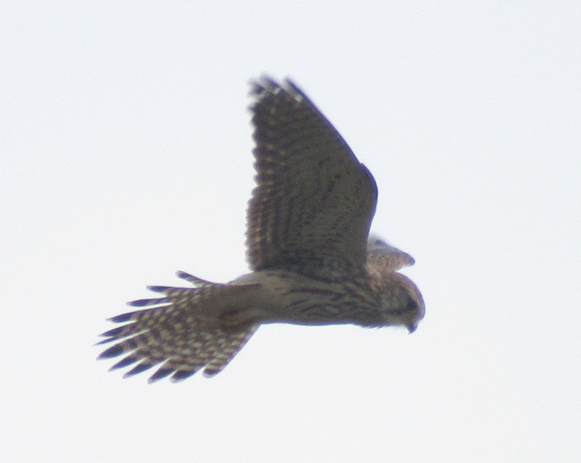 A female Eurasian Kestrel hovers against open sky. This small falcon is brown with a streaked chest and barred wings and tail. She has a short sharp beak and is looking down at the ground.