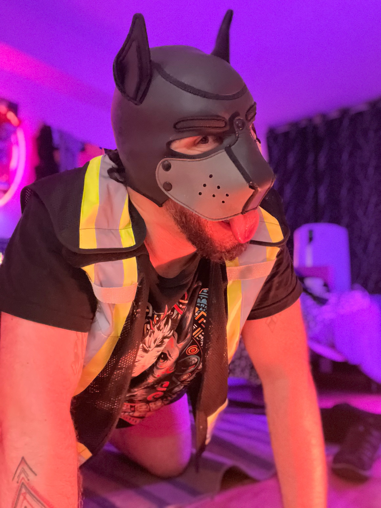 pup in hi viz going aroo