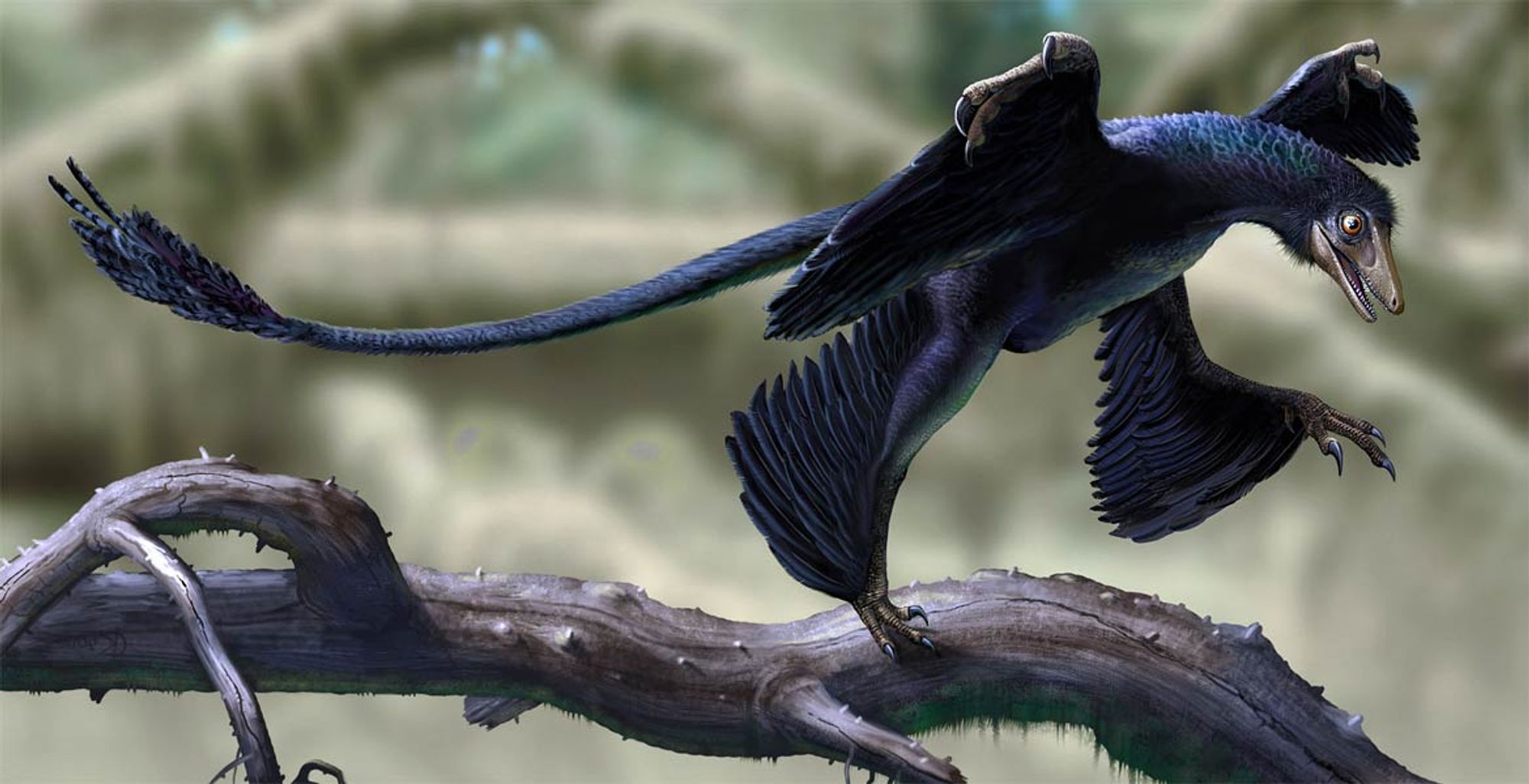 Microraptor, ein kleiner Dromaeosaurier mit Schwungfedern an allen 4 Gliedmaßen und schwarzblau schimmerndem Gefieder