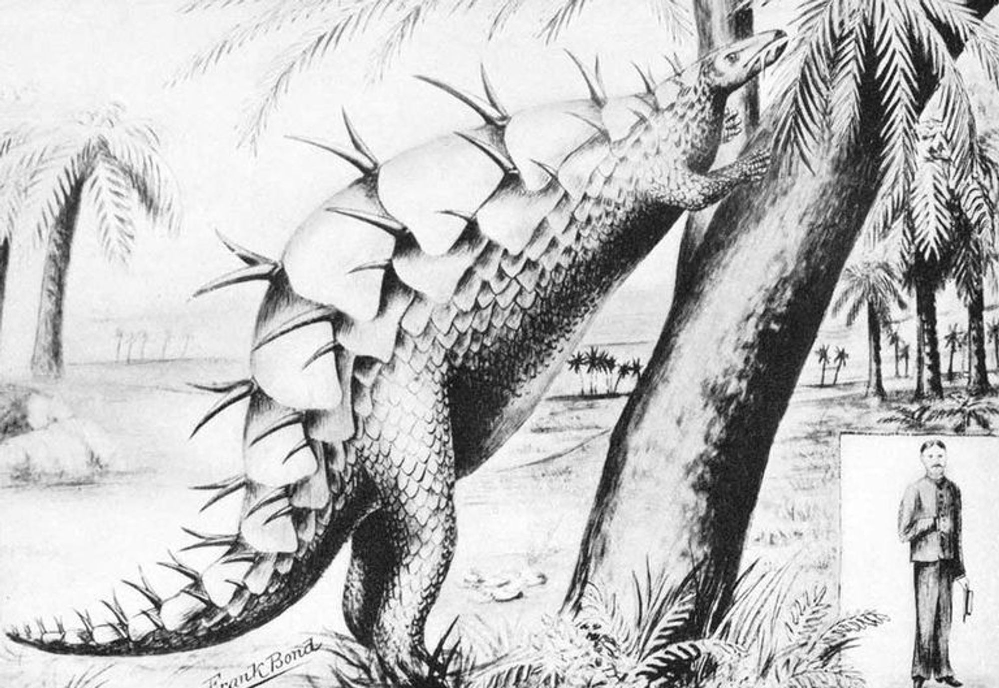 Früh Rekonstruktionszeichnung von Stegosaurus von Frank Bond, die ihn zeigt, wie er auf zwei Beinen steht um in einem Baum zu essen, die Platten sind wie bei einem Schuppentier liegend über den ganzen Körper verteilt, dazwischen immer wieder Stachelpaare