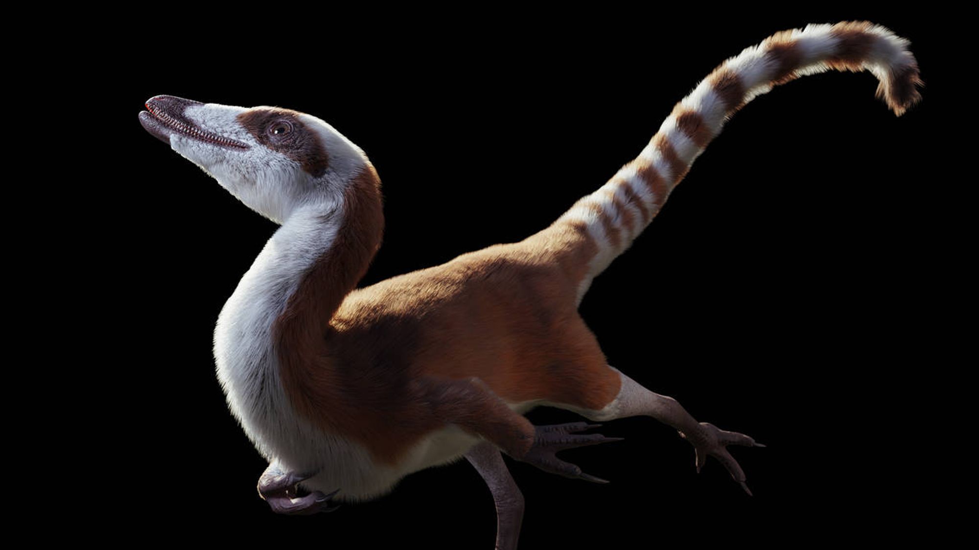 Sinosauropteryx, ein kleiner Coelurosaurier, nah verwandt mit Compsognathus, mit weißem Gefieder auf der Unterseite, hellem rötlichbraunem Gefieder auf der Oberseite, und gestreiftem Schwanz