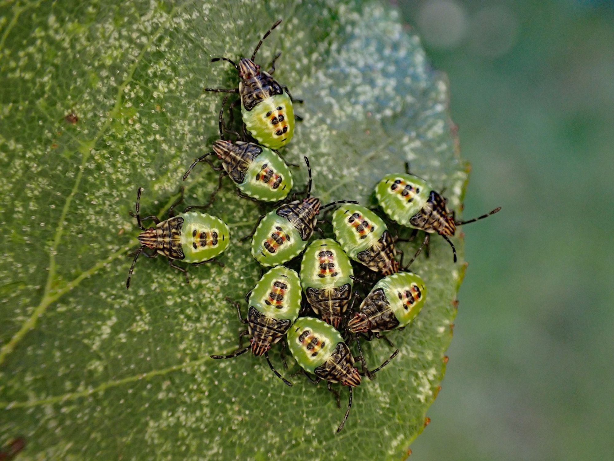 A brood of Parent Bug [Elasmucha grisea] nymphs in their final-instar, found on Alder. Whetstone, Leics. 16/09/2024.