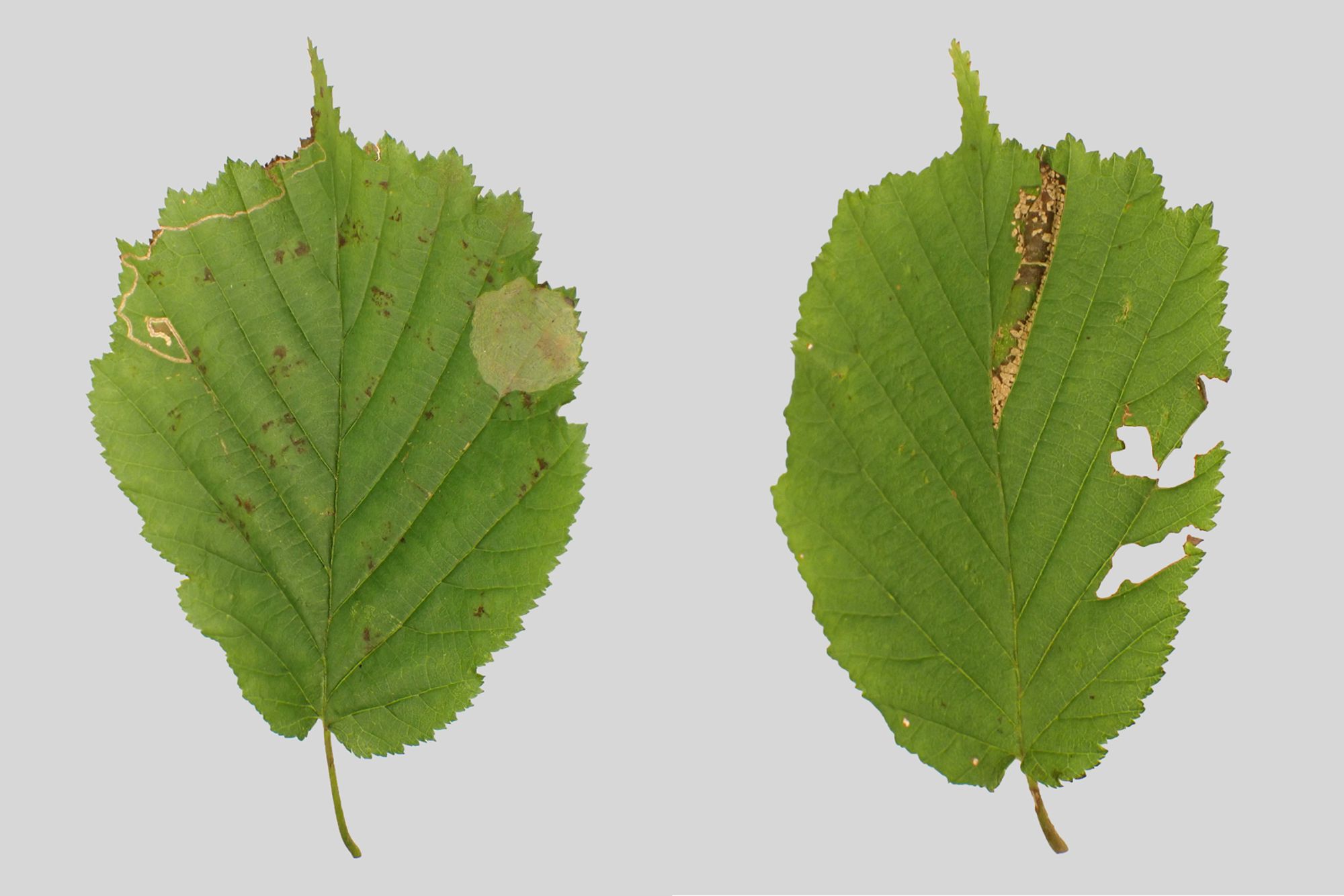 Two Hazel leaves showing x3 leafmining species: the left leaf shows a blister mine of Phyllonorycter coryli and a gallery mine of Stigmella microtheriella [egg not in vein axil, vs S. floslactella]. The right leaf shows the upperside of a Phyllonorycter nicelli mine. Swithland Wood, Leics. 28/09/2024.