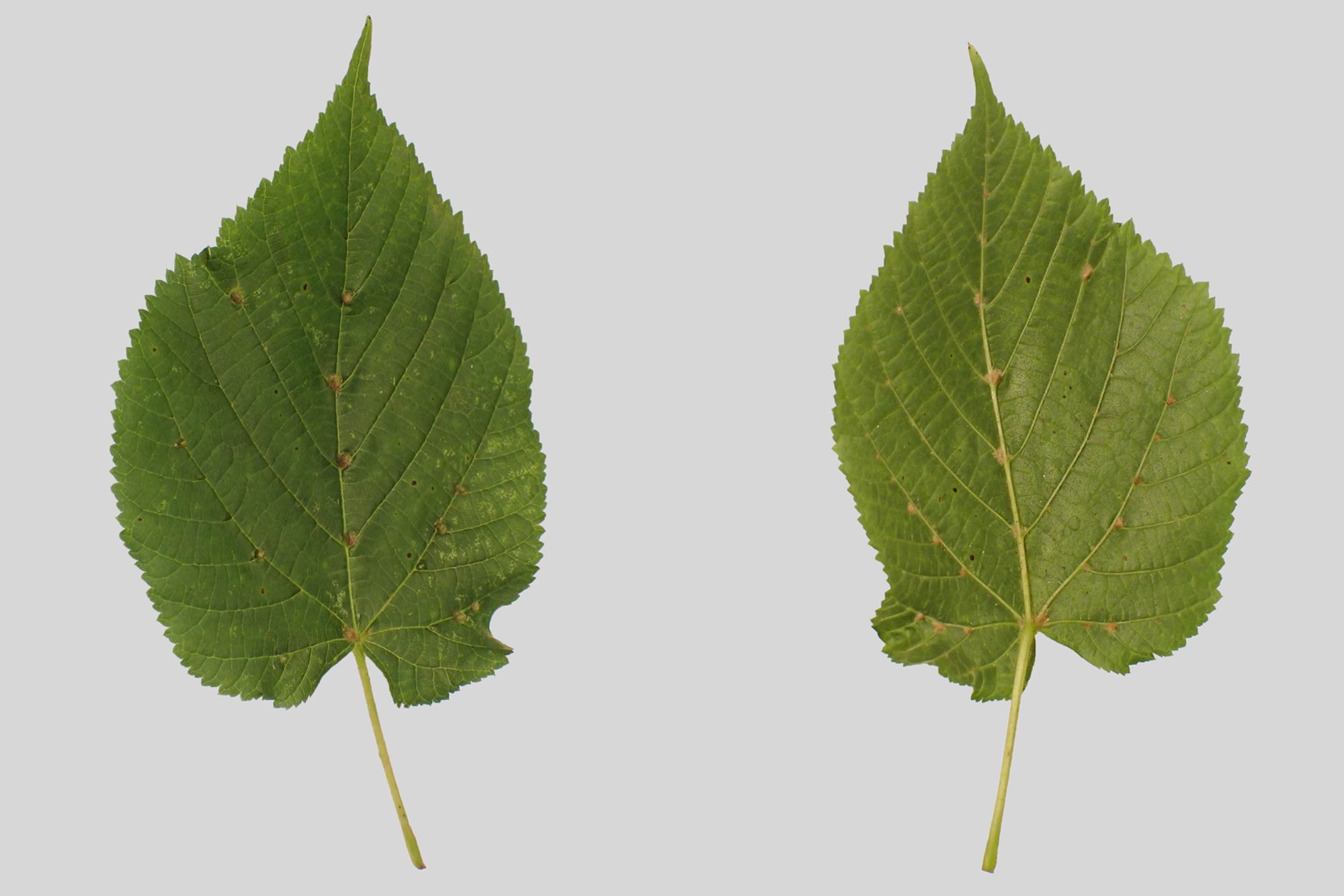 The upperside [left] and underside [right] of the same Lime leaf [Tilia sp.] showing the galls caused by the mite Eriophyes exilis sitting in the vein axil positions. Swithland Wood, Leics. 28/09/2024.