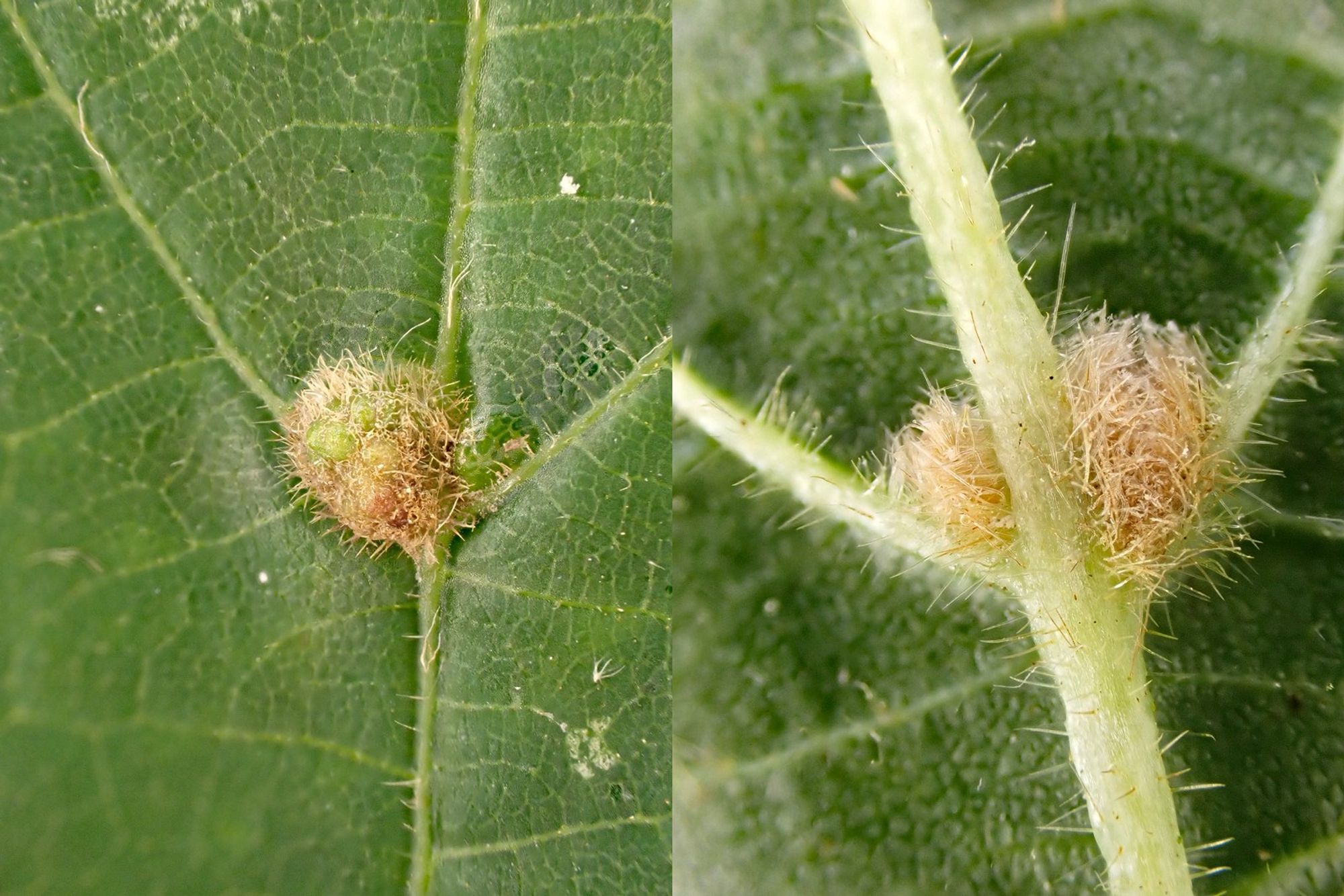 A close view of upperside [left] and underside [right] of the galls casued by the mite Eriophyes exilis sitting in the vein axil positions. Swithland Wood, Leics. 28/09/2024.