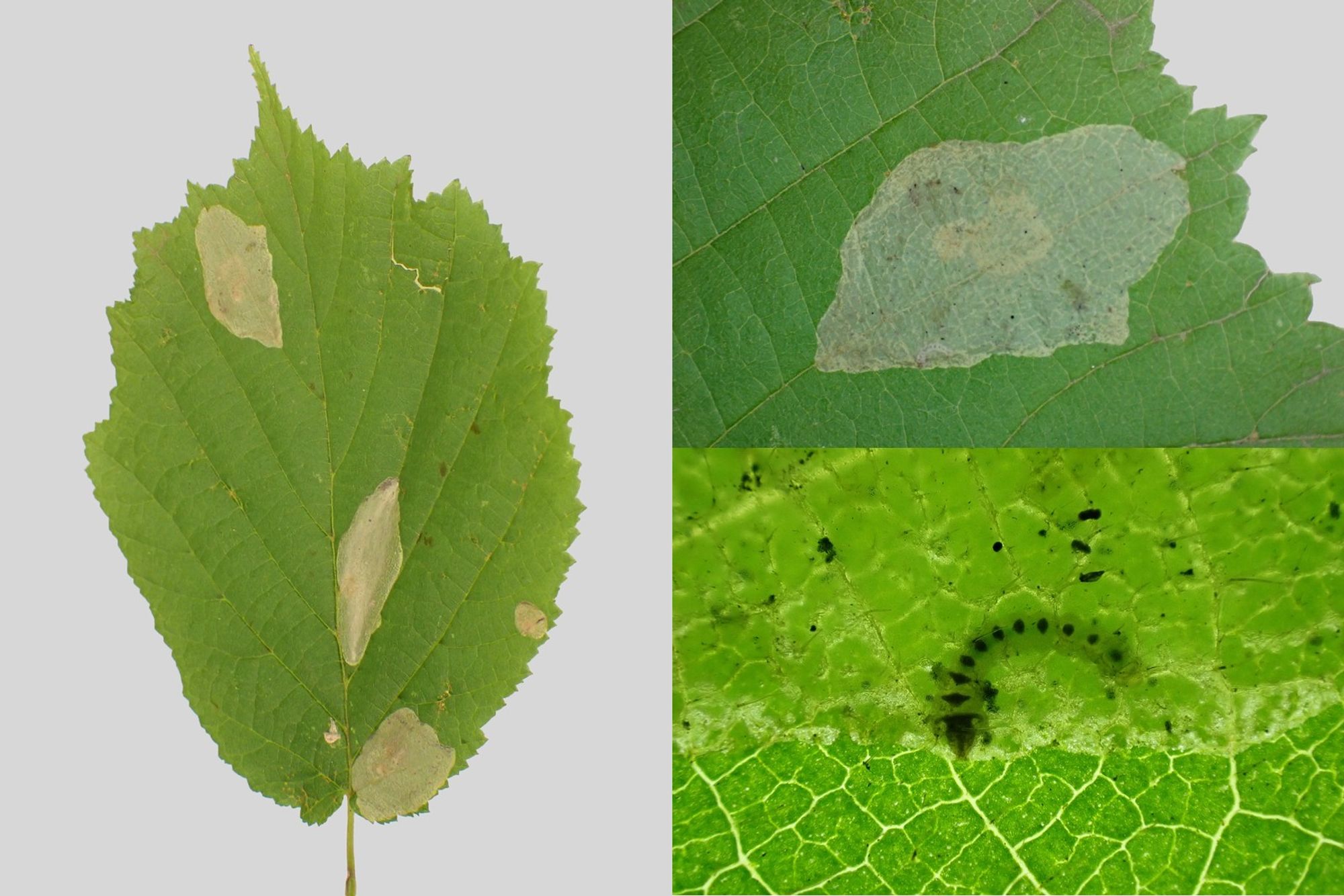 The upperside blister mines of Phyllonorycter coryli on Hazel, with insets showing the larva in the mine. Swithland Wood, Leics. 28/09/2024.