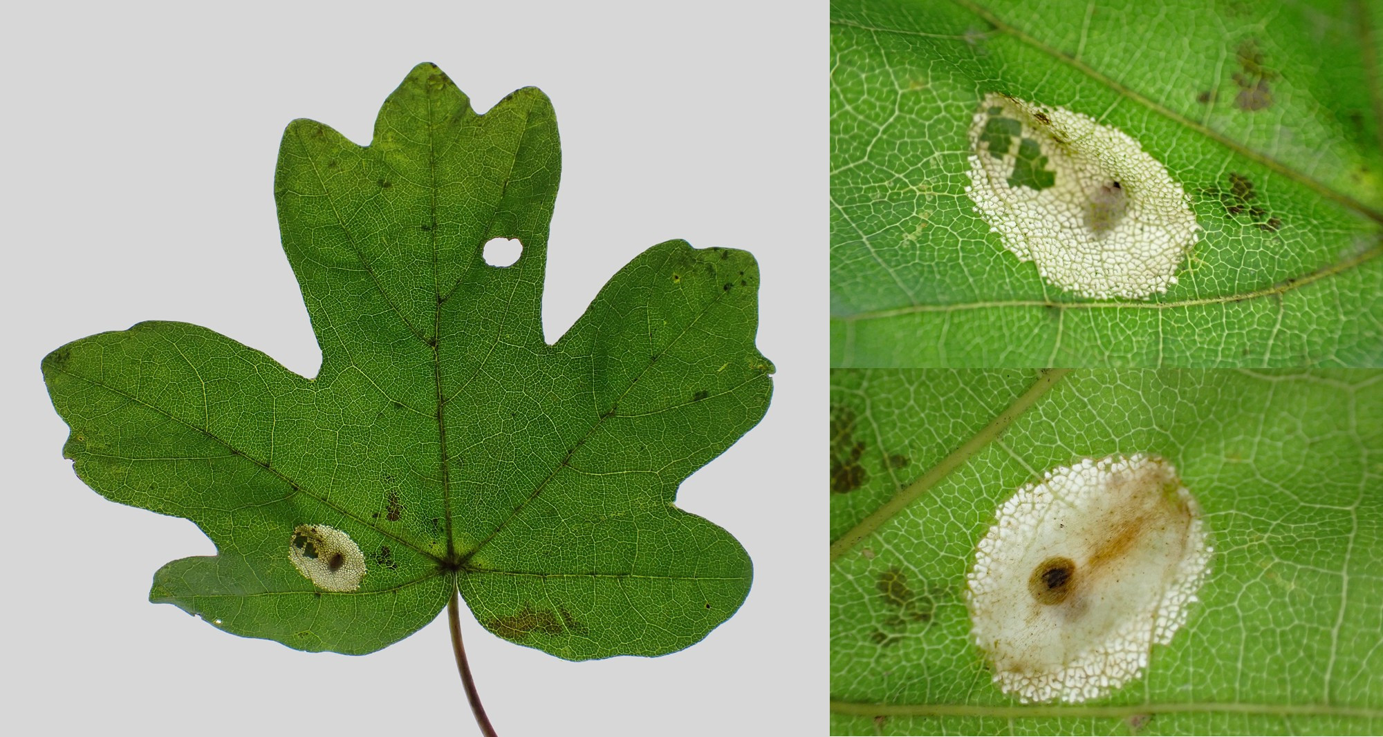 A Phyllonorycter mine on Field Maple [Acer campestre], which should be P. acerifoliella. Croft Hill, Leics. 12/10/2024.