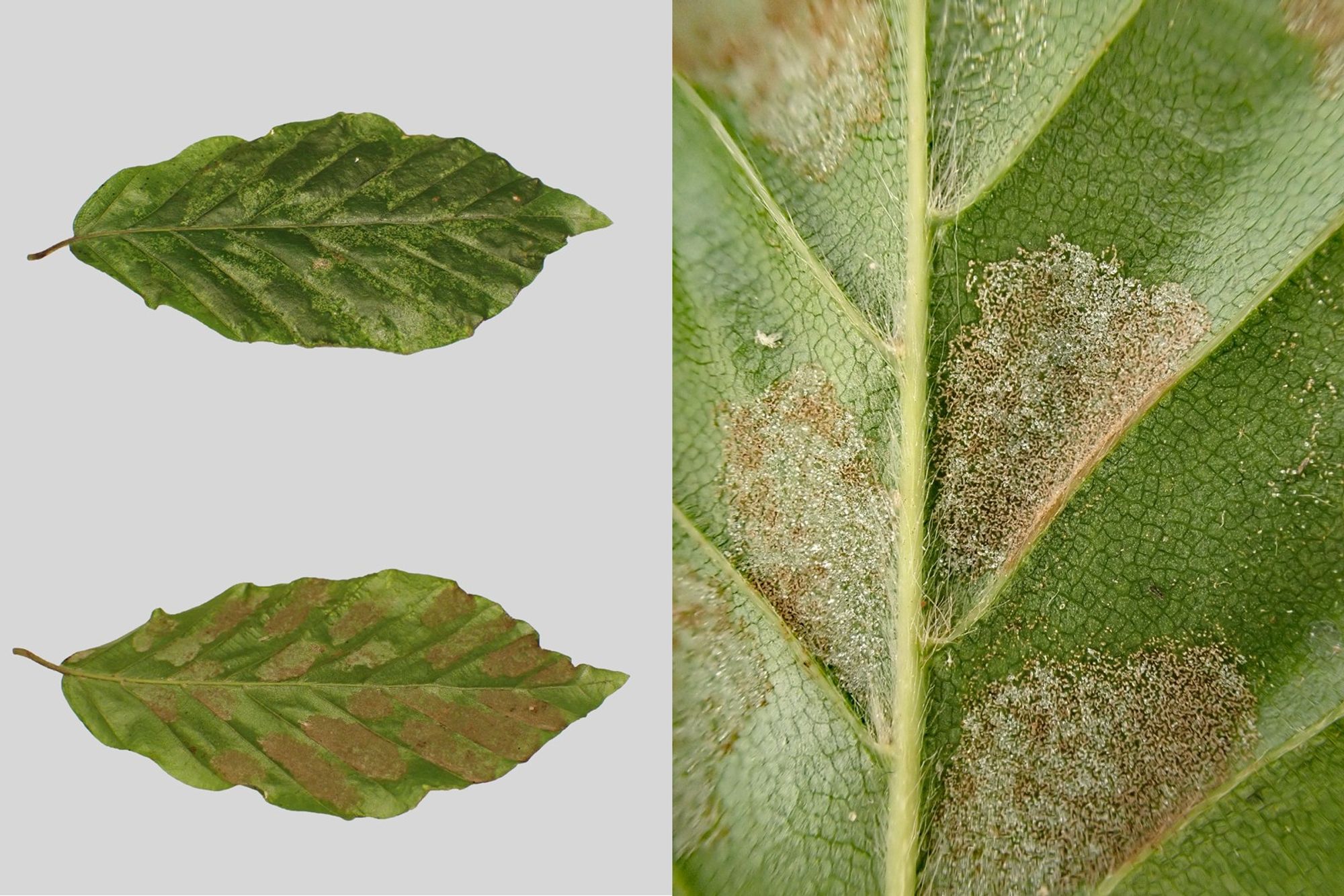 The upper and underside of the same Beech leaf [Fagus sylvatica], showing the patches of erinea caused by the mite Aceria nervisequa. These would be bright pink earlier in development. Swithland Wood, Leics. 28/09/2024.