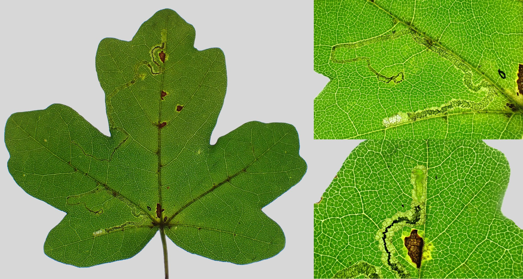 Both vacated and tenanted mines of Stigmella aceris on Field Maple [Acer campestre]. There are often multiple mines on larger leaves. Croft Hill, Leics. 12/10/2024.