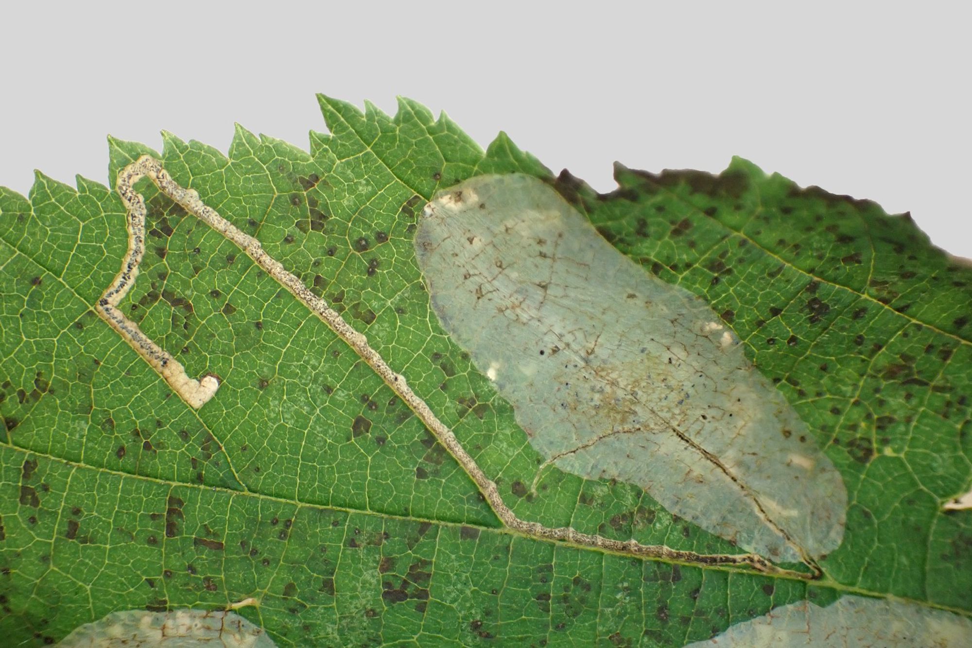 Part of a Hazel leaf, showing a blister mine of Phyllonorycter coryli that has been formed above a vacated gallery mine of Stigmella microtheriella. Swithland Wood, Leics. 28/09/2024.