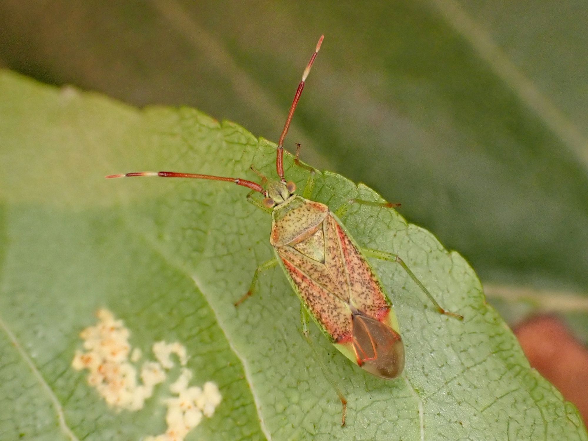 The Mirid bug Pantilius tunicatus, found on Alder and collected to check ID. Whetstone, Leics. 16/09/2024.