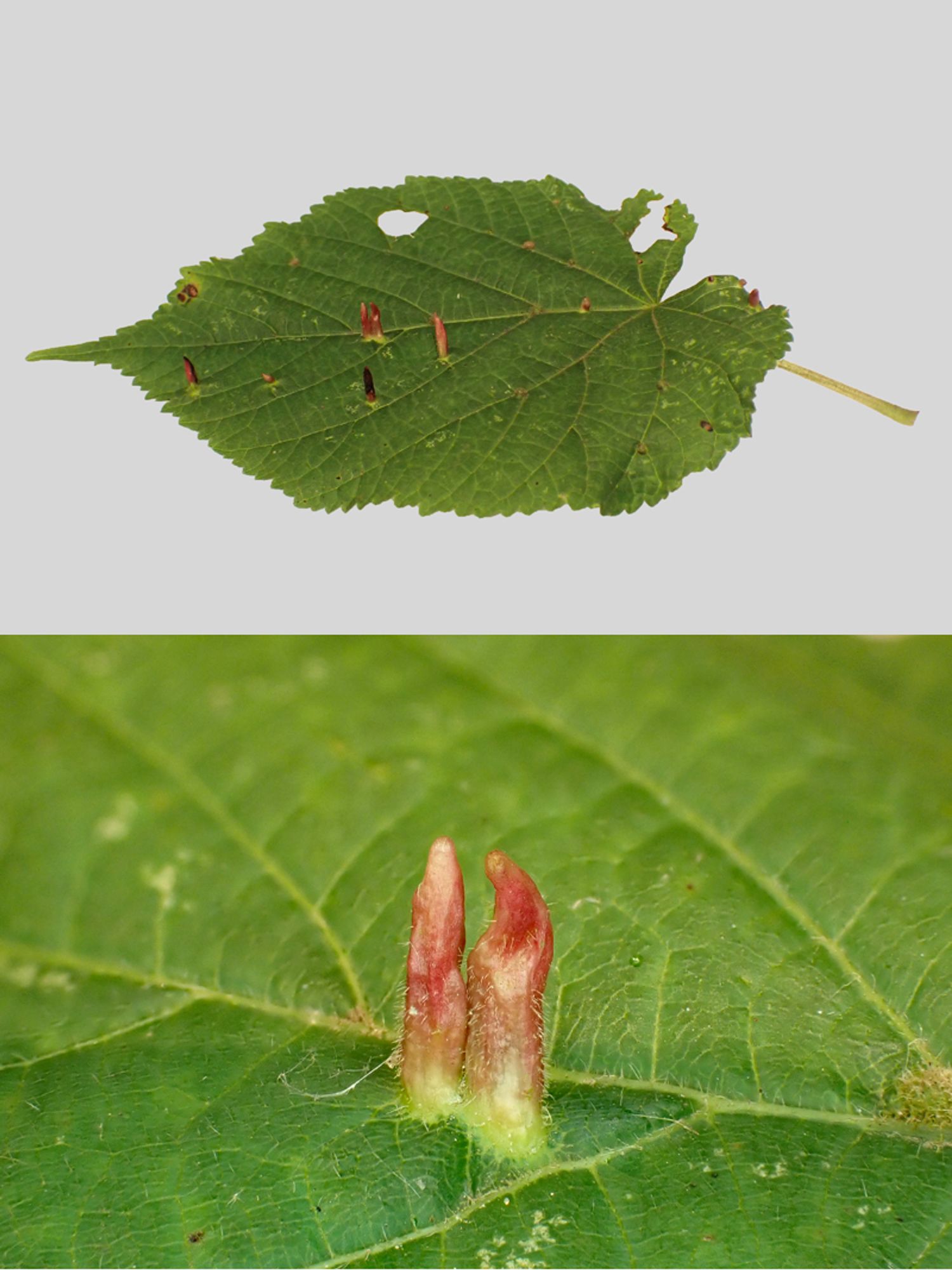 Nail galls on a Lime leaf [Tilia sp.] caused by the mite Eriophyes tiliae. Note a few galls of the mite Eriophyes exilis on the same leaf. Swithland Wood, Leics. 28/09/2024.