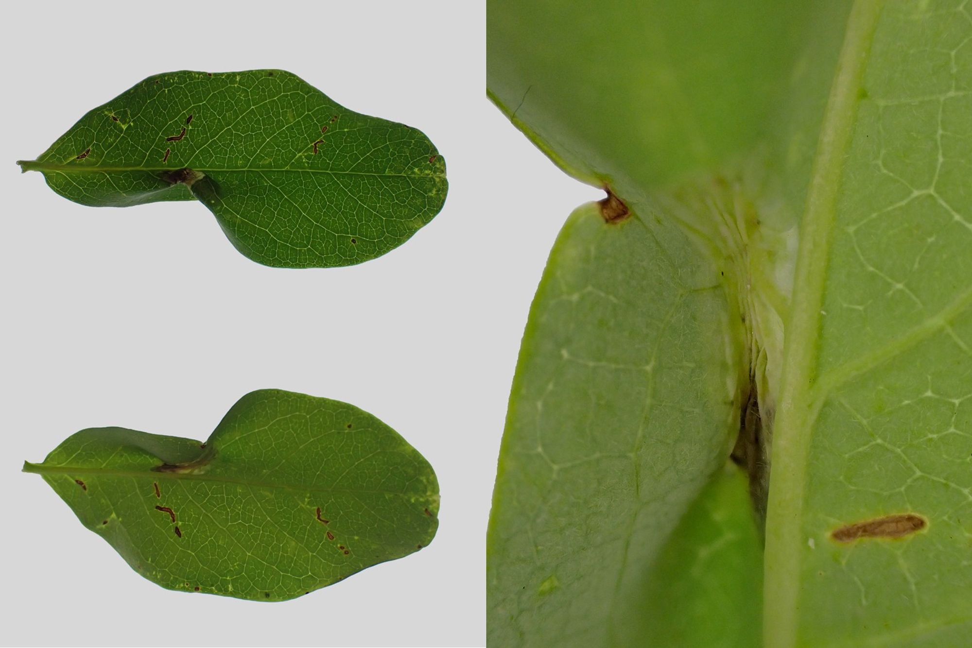 Phyllonorycter sp. mine on honeysuckle [Lonicera sp.]. The mine causes the leaf to pucker. This mine is quite small so is probably P. trifasciella, larger mines are produced by P. emberizaepenella. Whetstone, Leics. 29/09/2024.