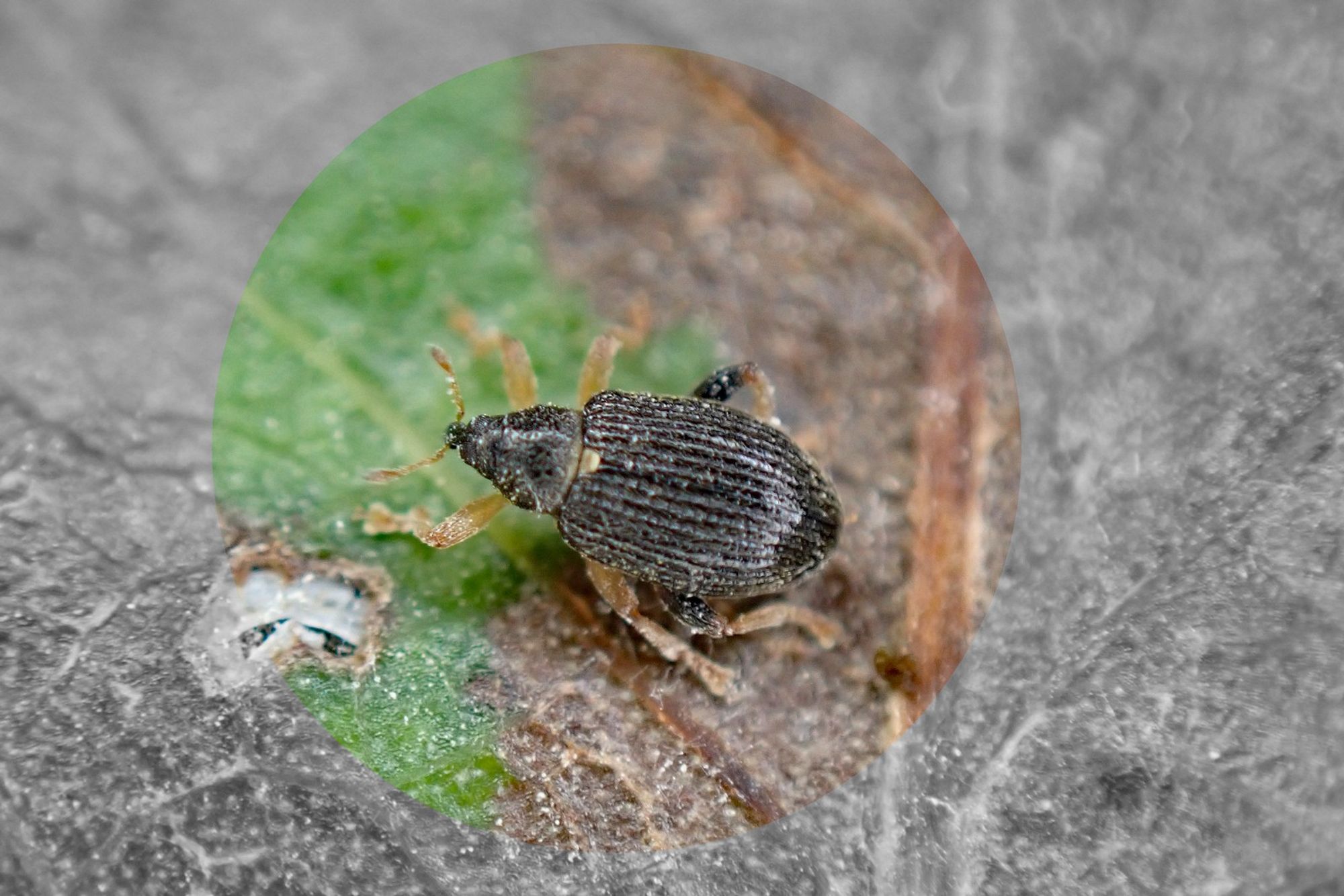 The weevil Isochnus sequensi, emerged 27/09/2024 from leaf mines on Crack Willow collected on 17/09/2024 at South Wigston, Leics. Note the yellow fore and mid femora [vs pitchy black in the otherwise very similar I. foliorum which cannot be separated via the leafmines].