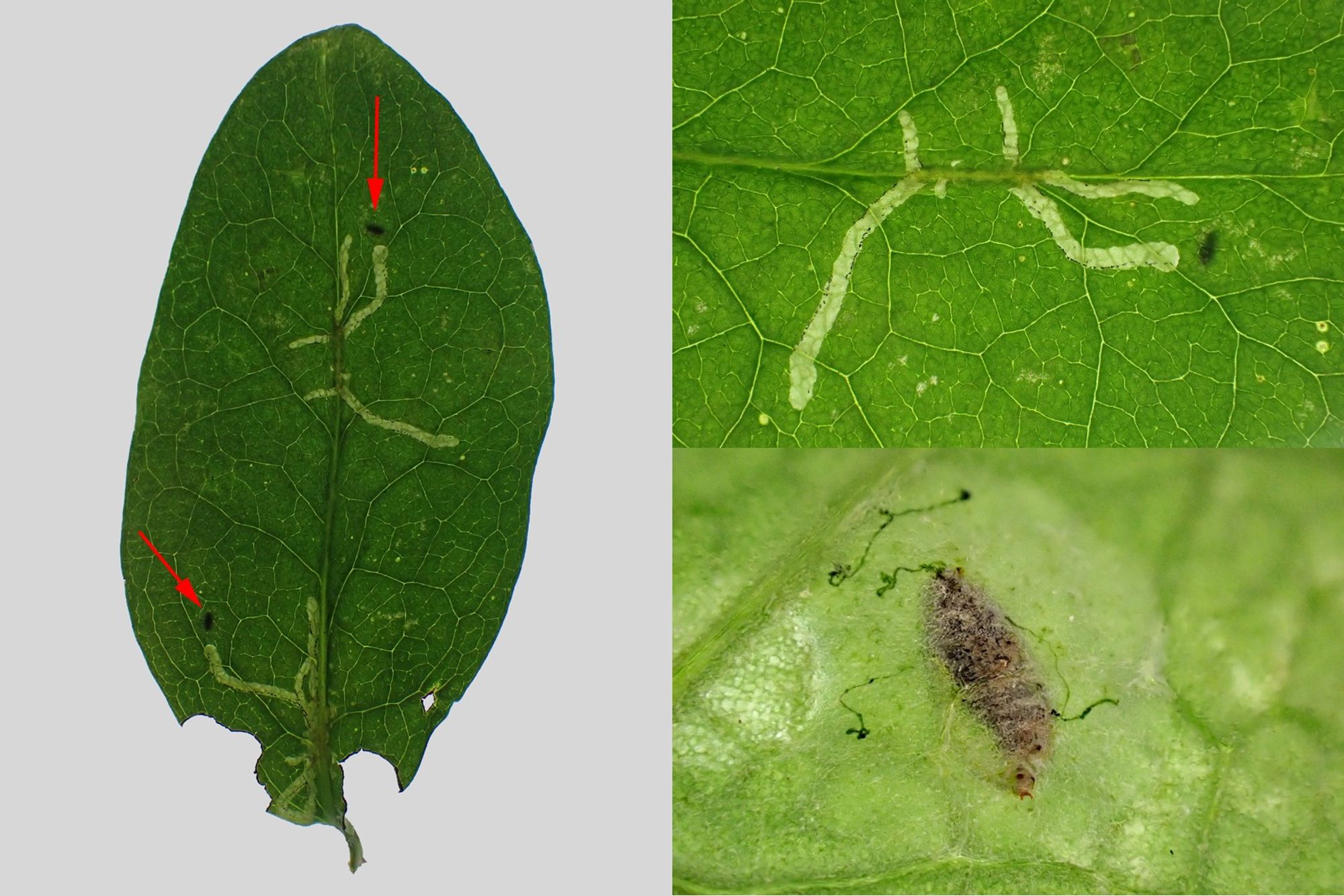 Leafmines on cultivated honeysuckle [Lonicera sp.] of the fly Chromatomyia lonicerae, with pupae present at the ends of the mines visible as dark spots from above (red arrows). The pupae have their spiracles protruding from the mine with a horn-like process visible. Whetstone, Leics. 29/09/2024.