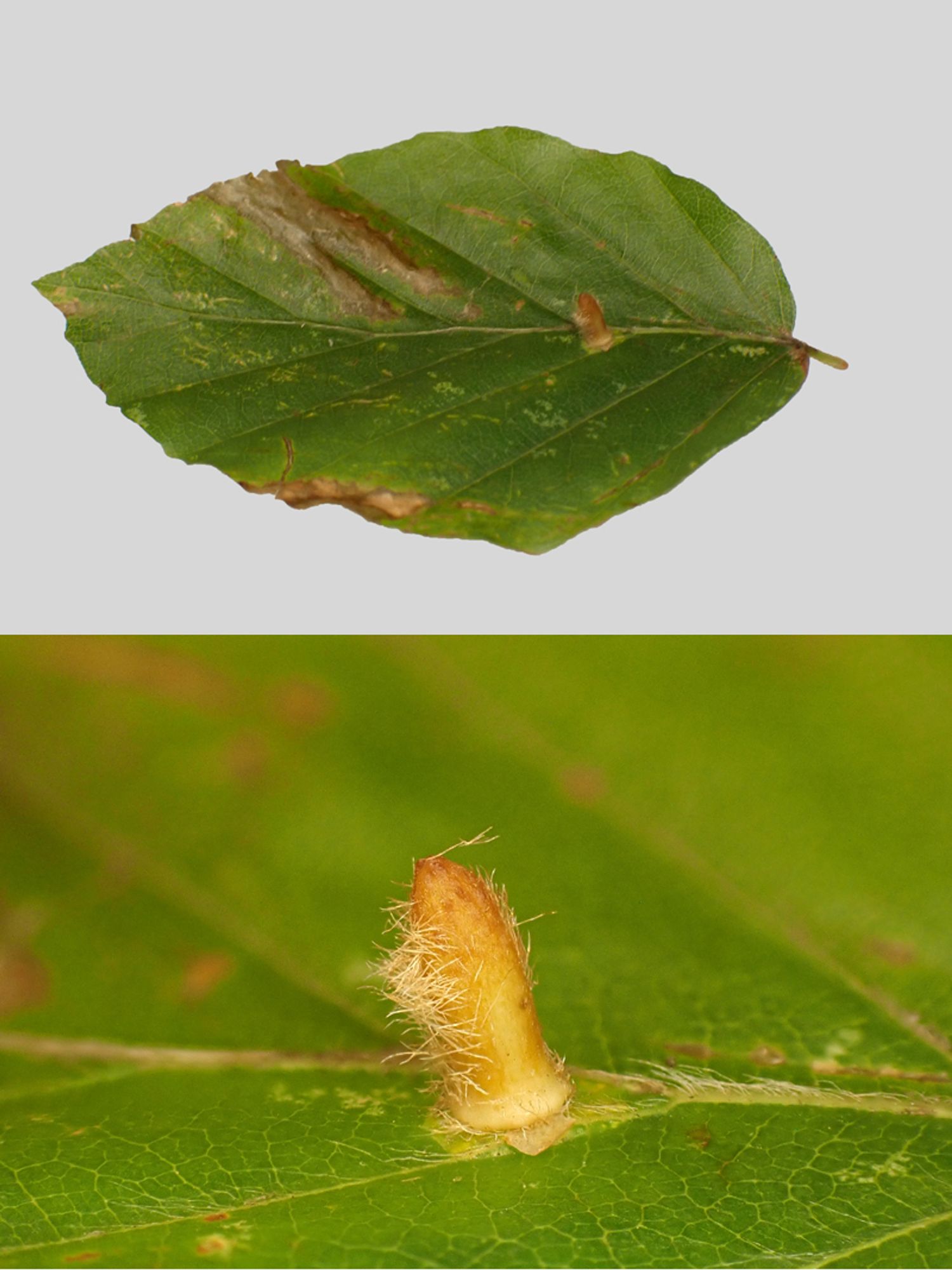 A gall on Beech [Fagus sylvatica] caused by the midge Hartigiola annulipes. Swithland Wood, Leics. 28/09/2024.