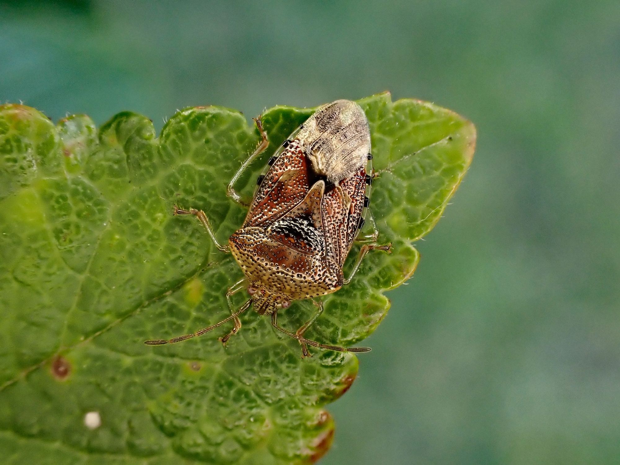 An adult Parent Bug [Elasmucha grisea], initially found on Alder. Whetstone, Leics. 16/09/2024.