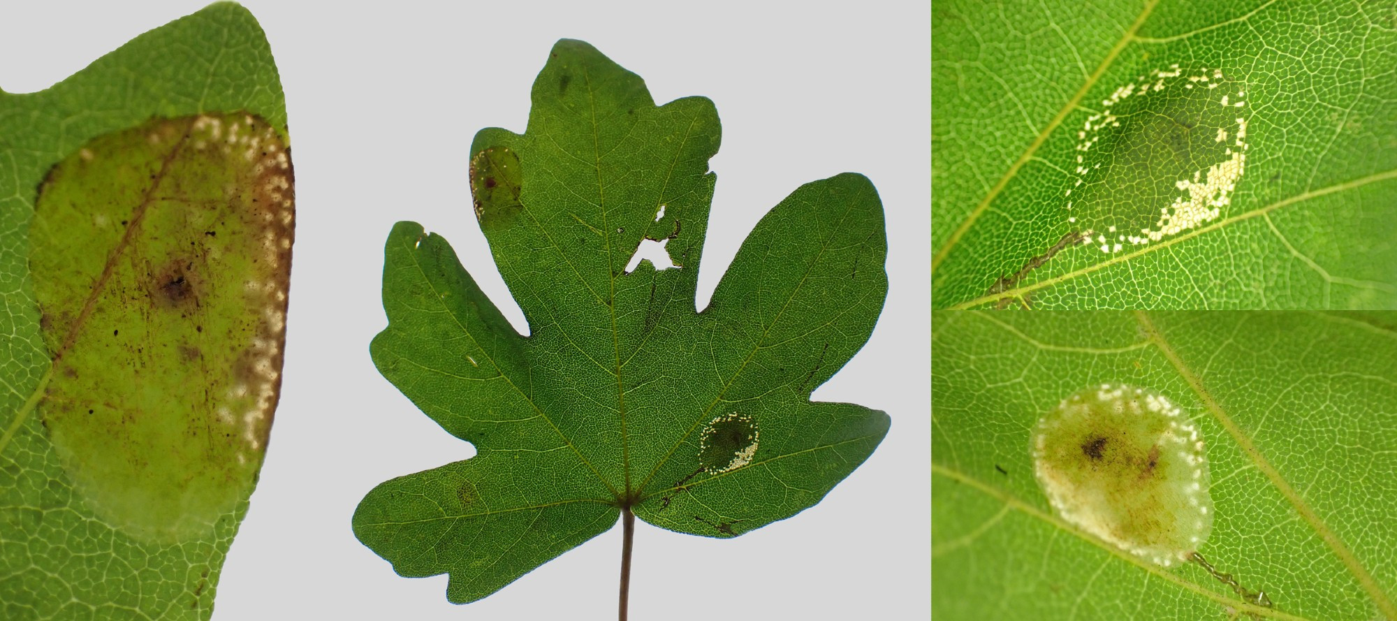 Phyllonorycter mines on Field Maple [Acer campestre], which should be P. acerifoliella. The younger mine at the top left of the leaf may well cause the lobe to fold over as it develops. Croft Hill, Leics. 12/10/2024.