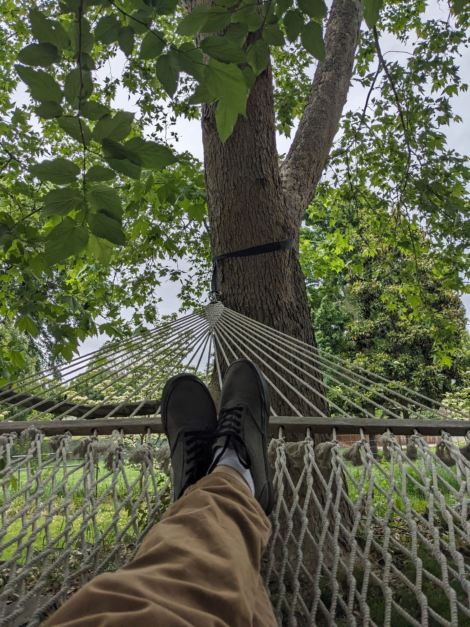 Feet on edge of hammock with sycamore and greenery behind