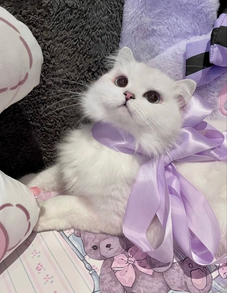 A white long haired kitty wearing a lavender ribbon