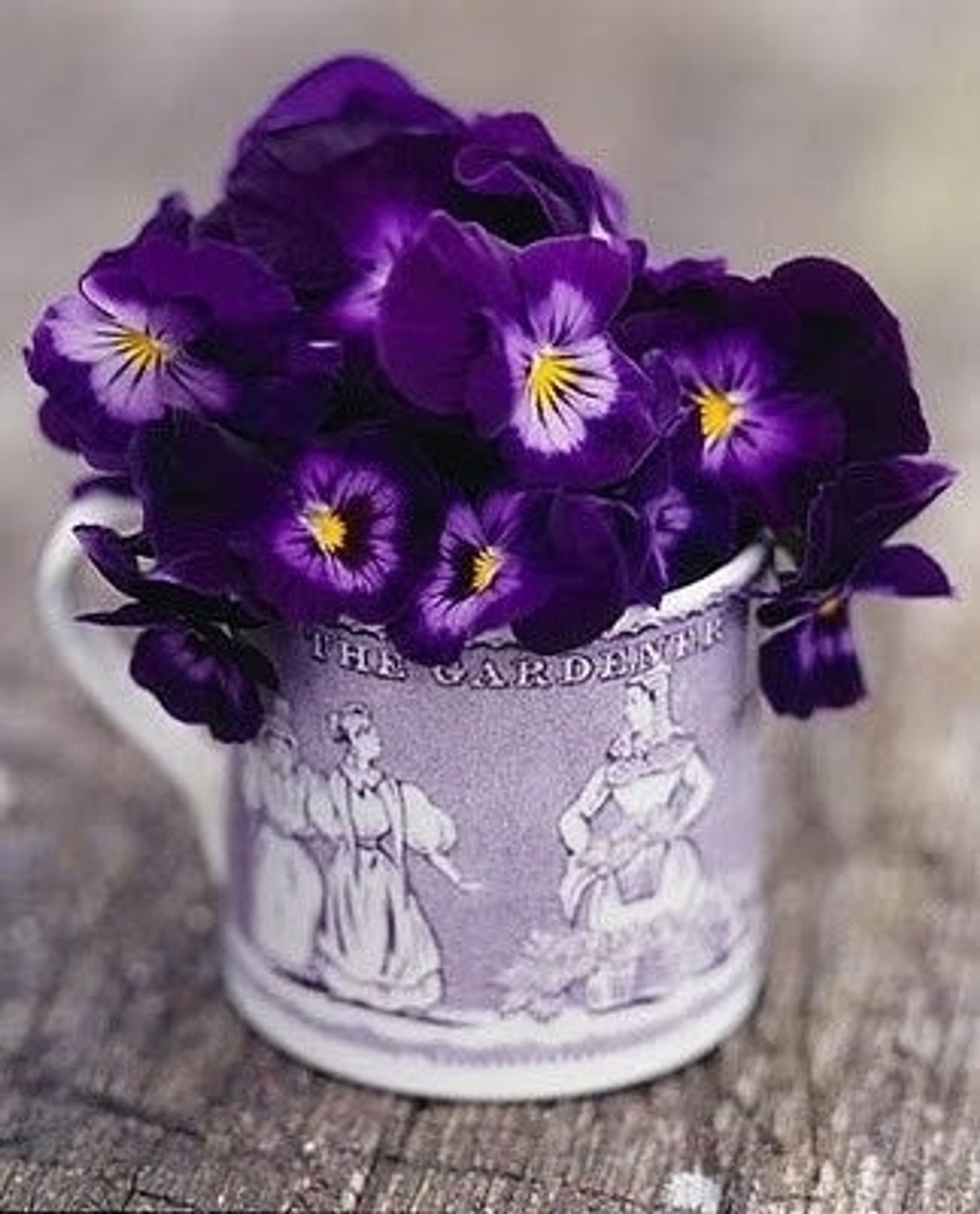 Dark purple pansies in a mug