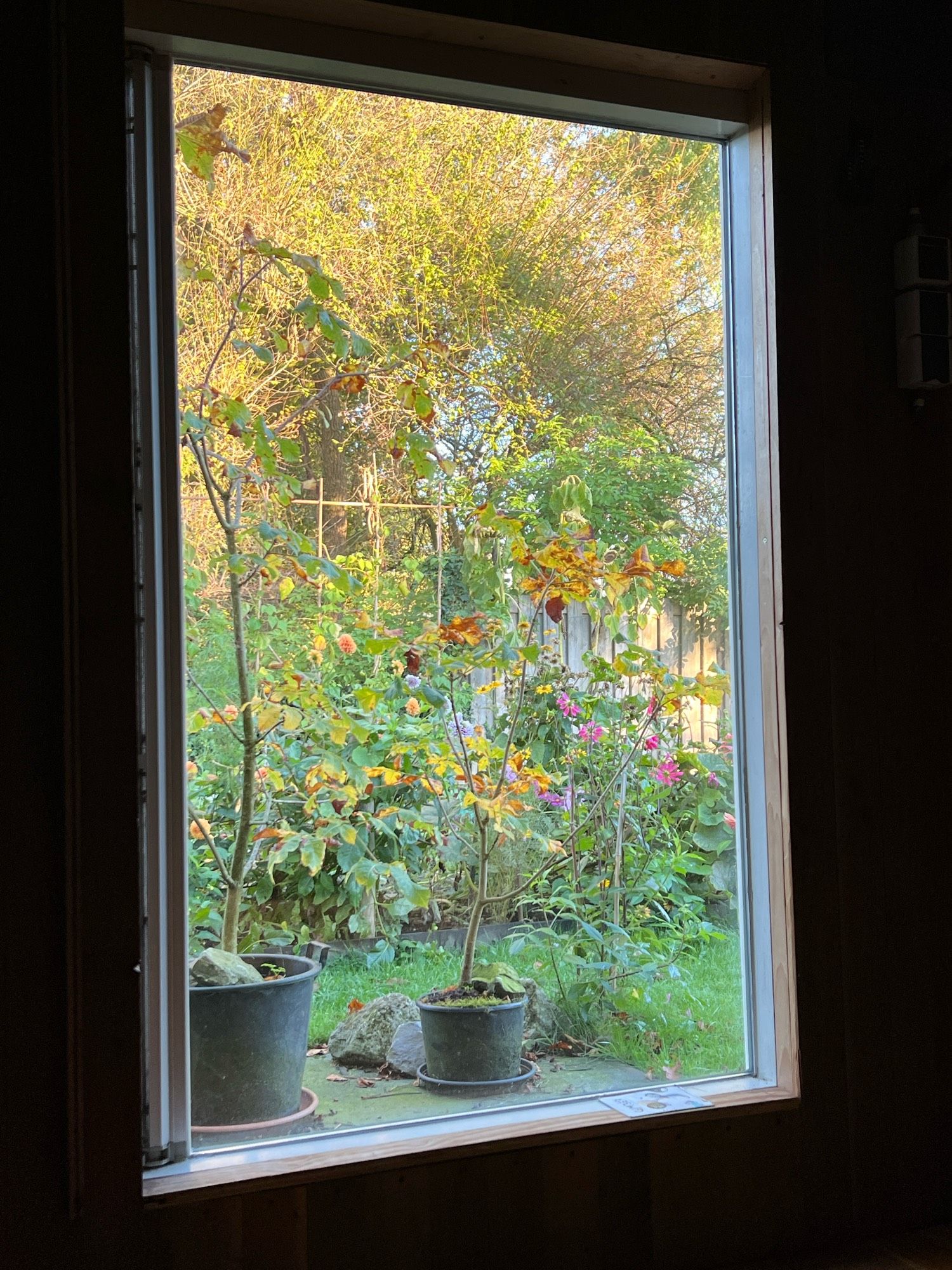 Raam met houten lambrizering er omheen. Buiten een tuin met jonge herfstige kastanjebomen in potten en daarachter dahlia’s (felroze, oranje, wit-paars) en herfstige Helianten. Weer daarachter groen, geel, oranje bladeren en kalende bomen.