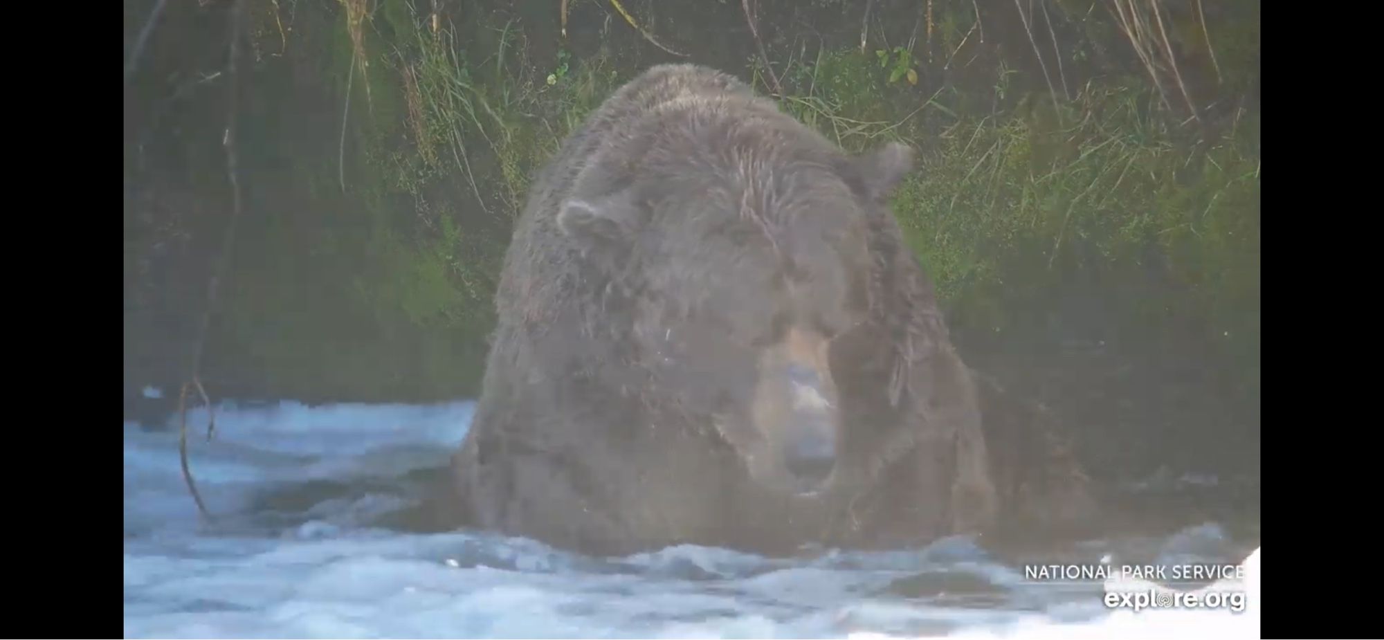 Een enorme bruine beer met lange snuit zit in kolkend water, achter hem groen gras en struiken.