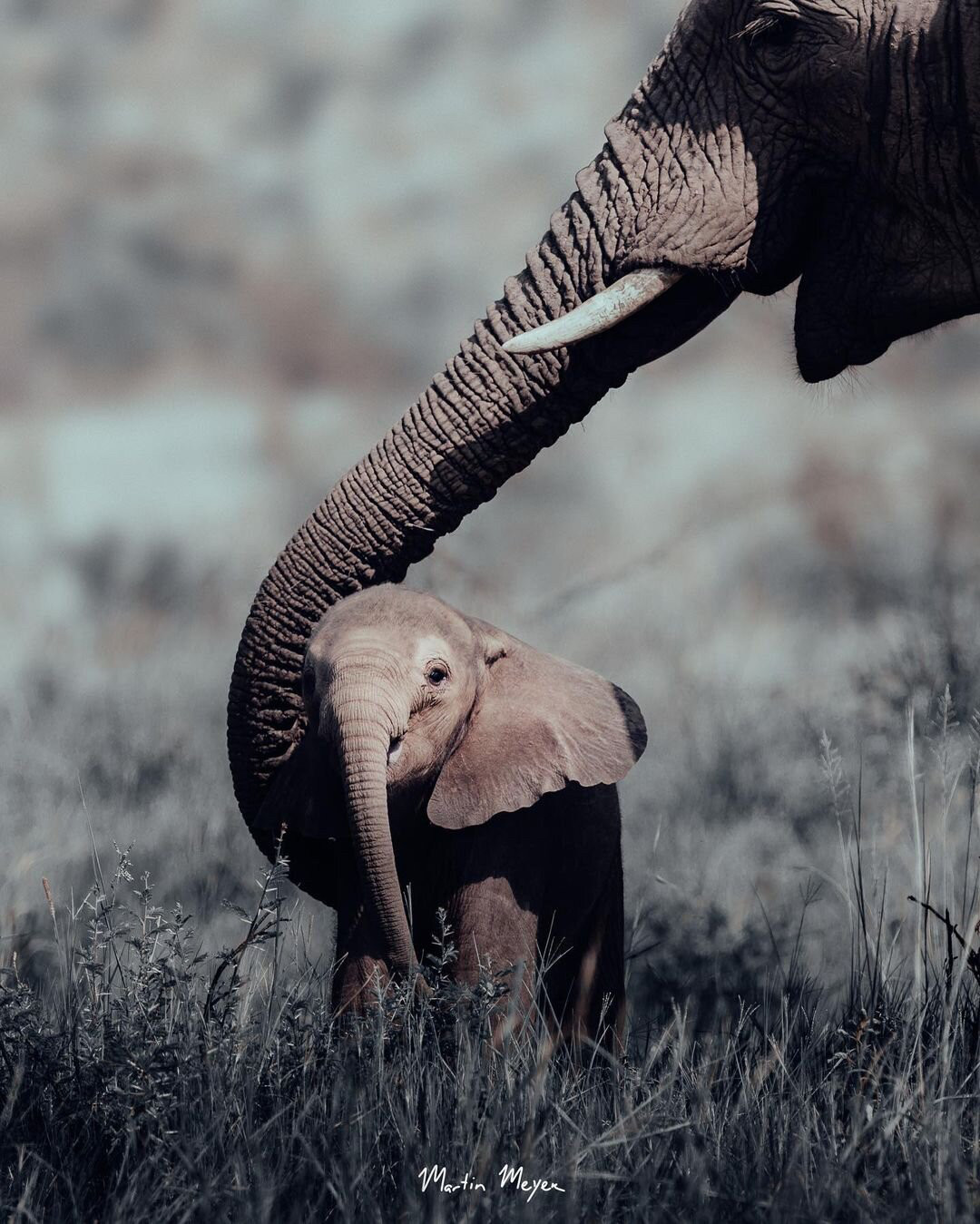 A mother elephant curls her trunk protectively around her young calf