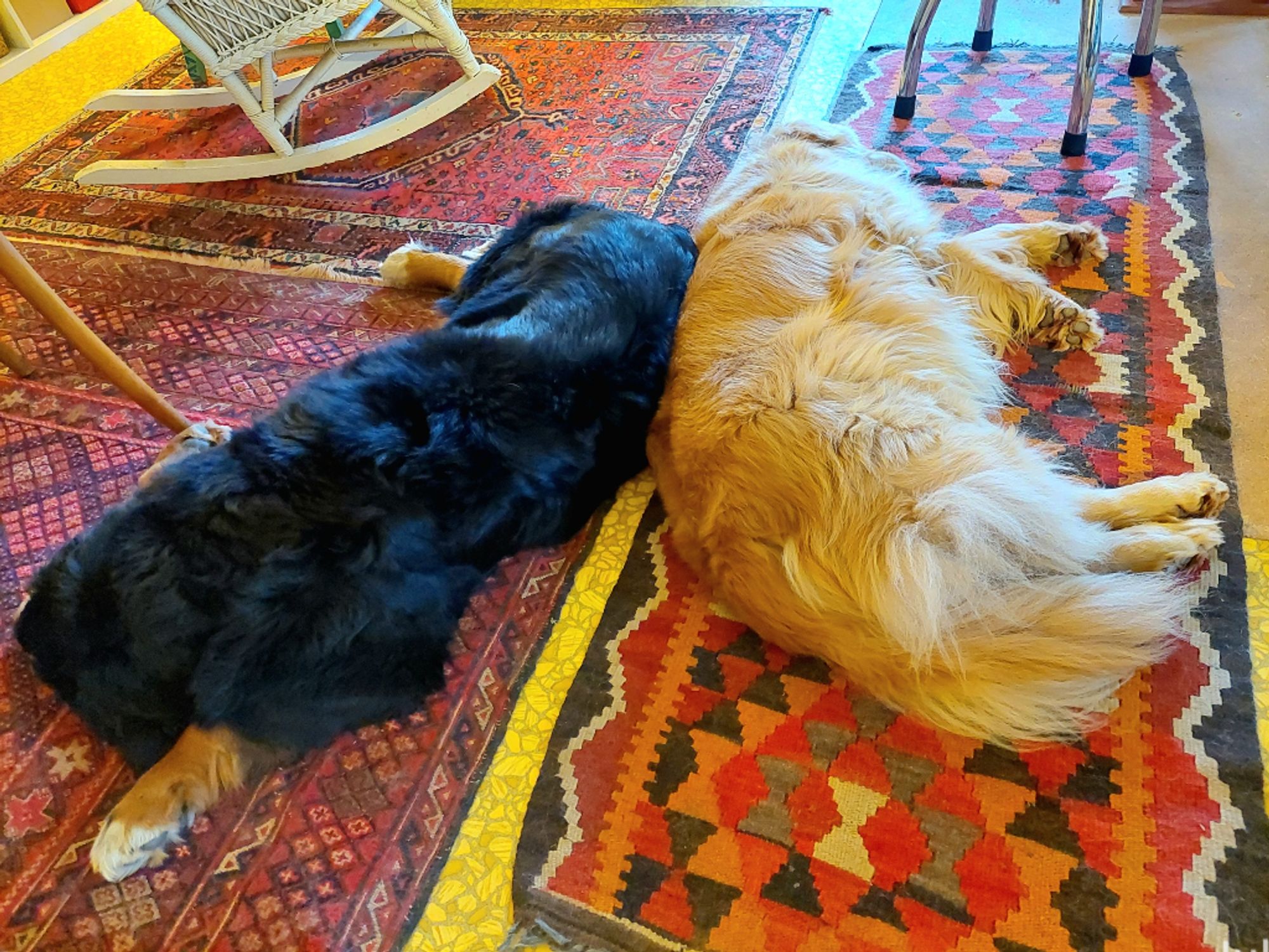 A Bernese Mountain Dog and a Golden Retriever take a nap in an office/studio on red themed oriental rugs. They are lying back to back.