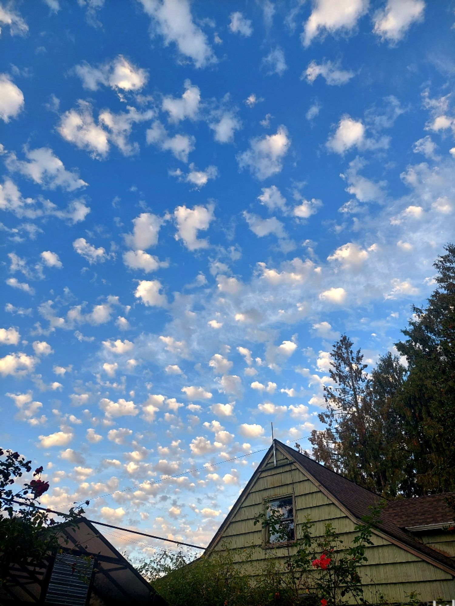 Tiny white clouds sprinkle the dawn sky like glowing cotton balls over the silhouette of a greenhouse and a green house with muted red-orange roses in the foreground