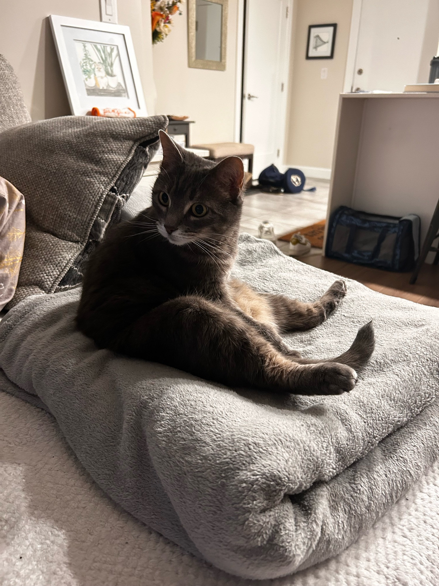 A large light grey cat sitting on her back and bum on a grey blanket sit  with a concerned/annoyed look on her face 