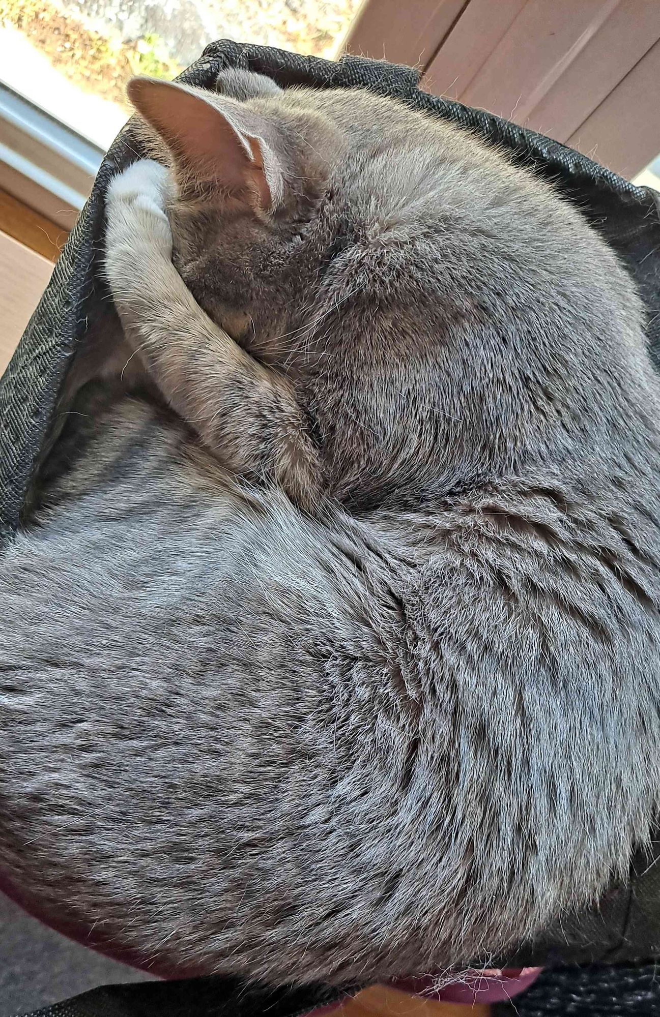 A grey cat with white stripes on her legs curled up with a white paw over her face.