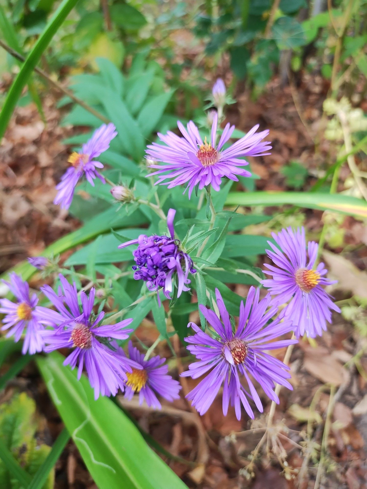 Asters.