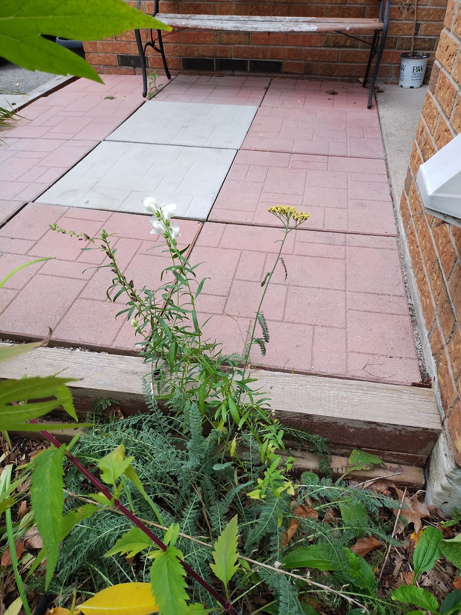 Yarrow and snapdragons flowering