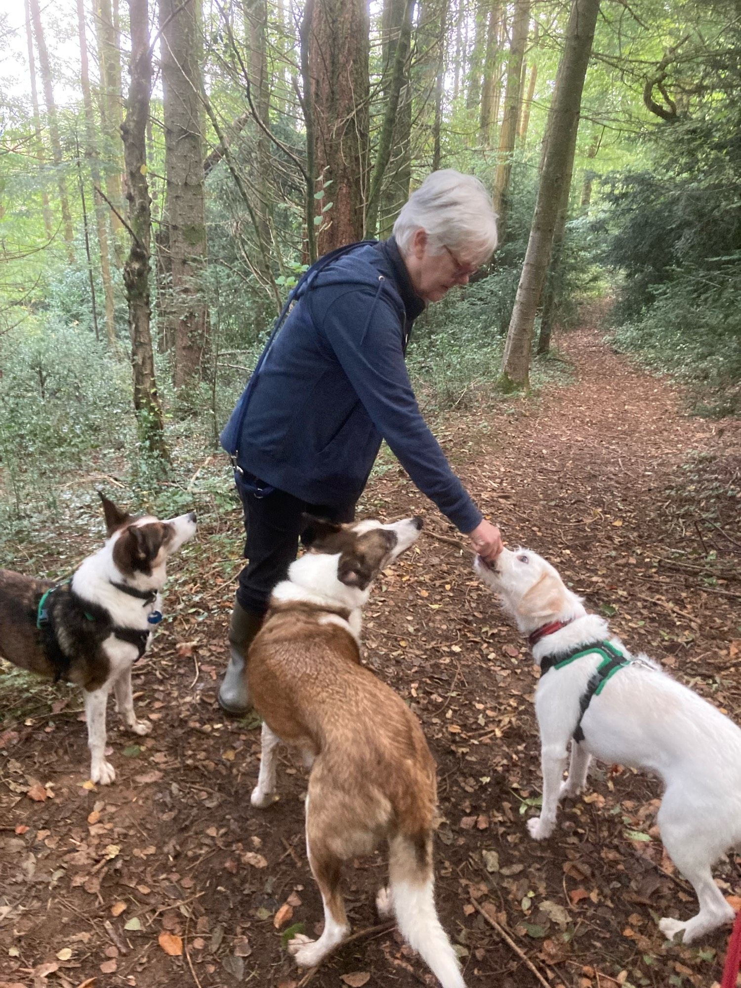 Woman treating 3 dogs